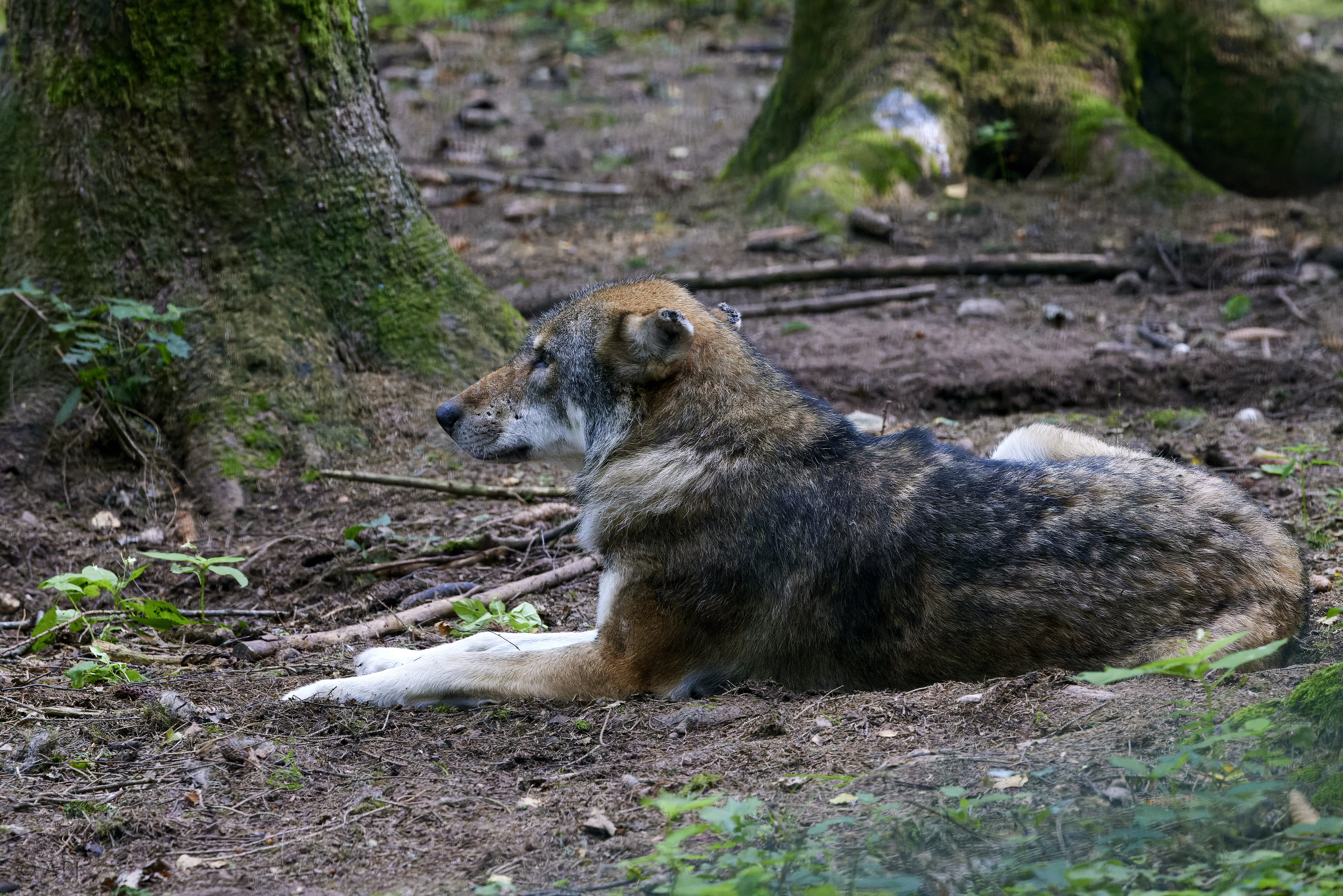 012 APJ A7A5240 CR3 DXO