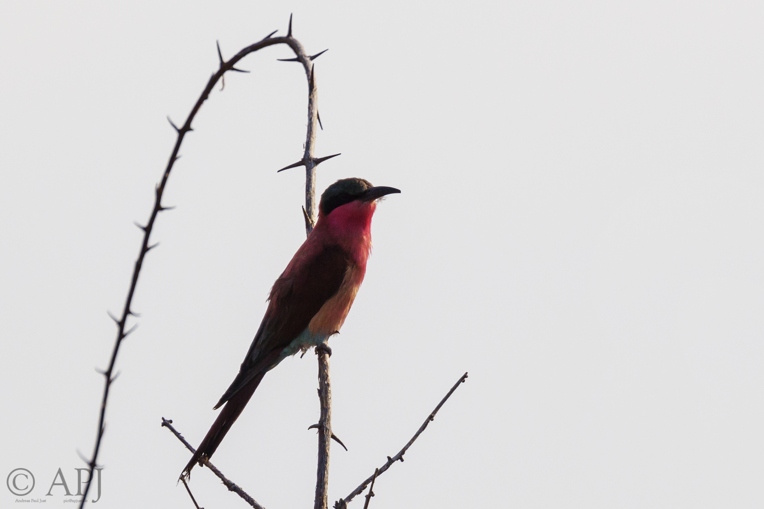 206 APJ IMG 9247 mod