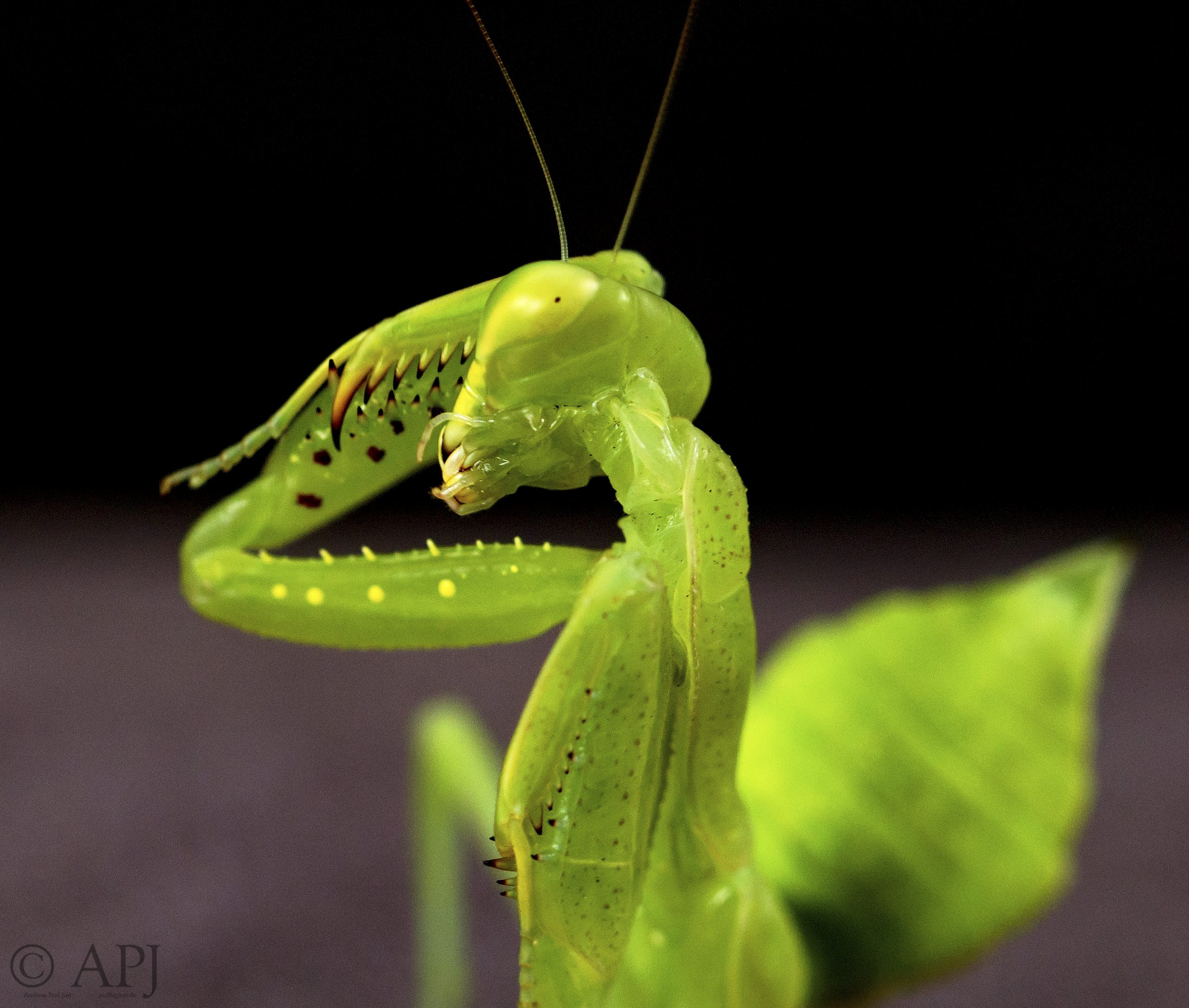 429 APJ IMG 2500 mod