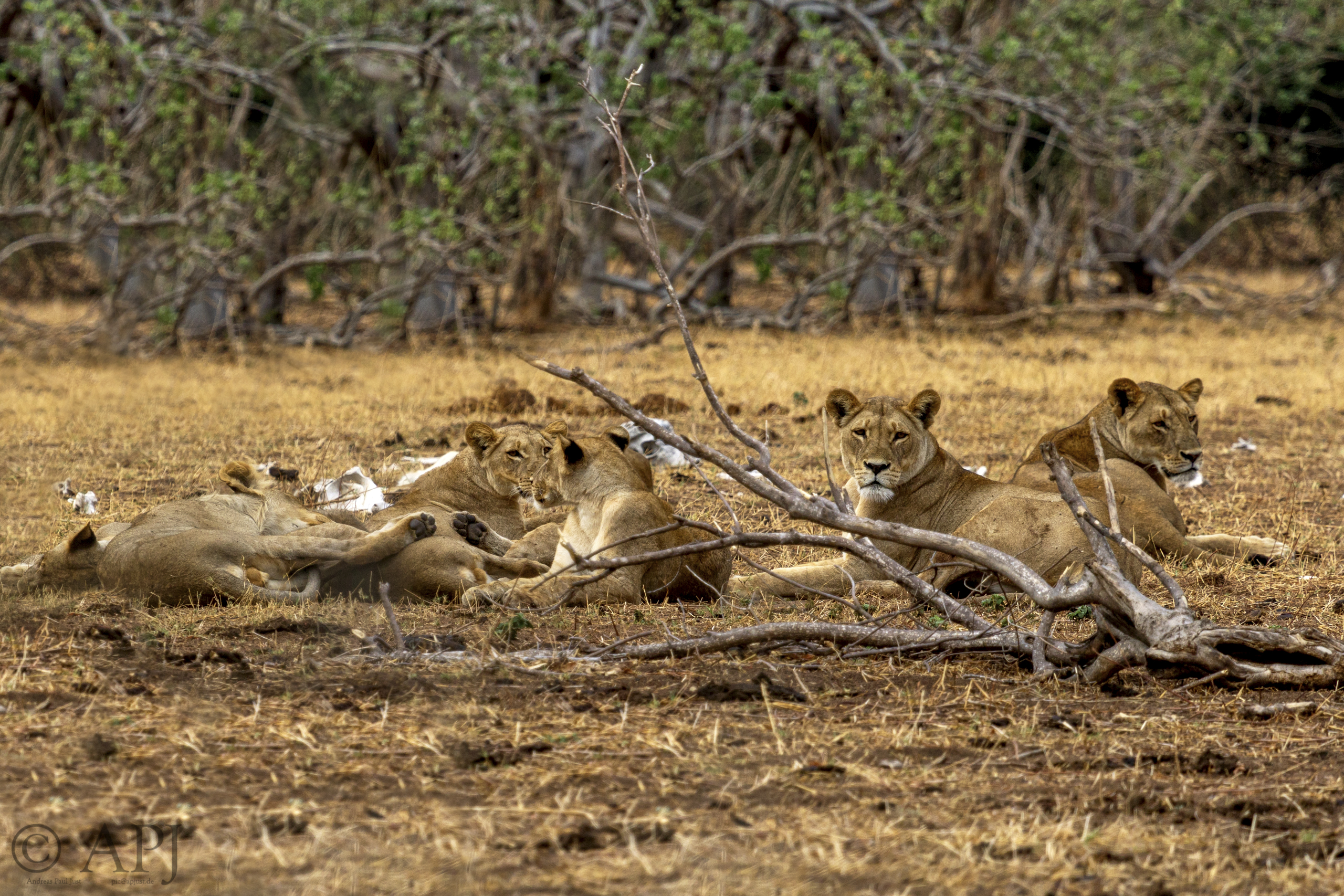 477 APJ IMG 3213 mod