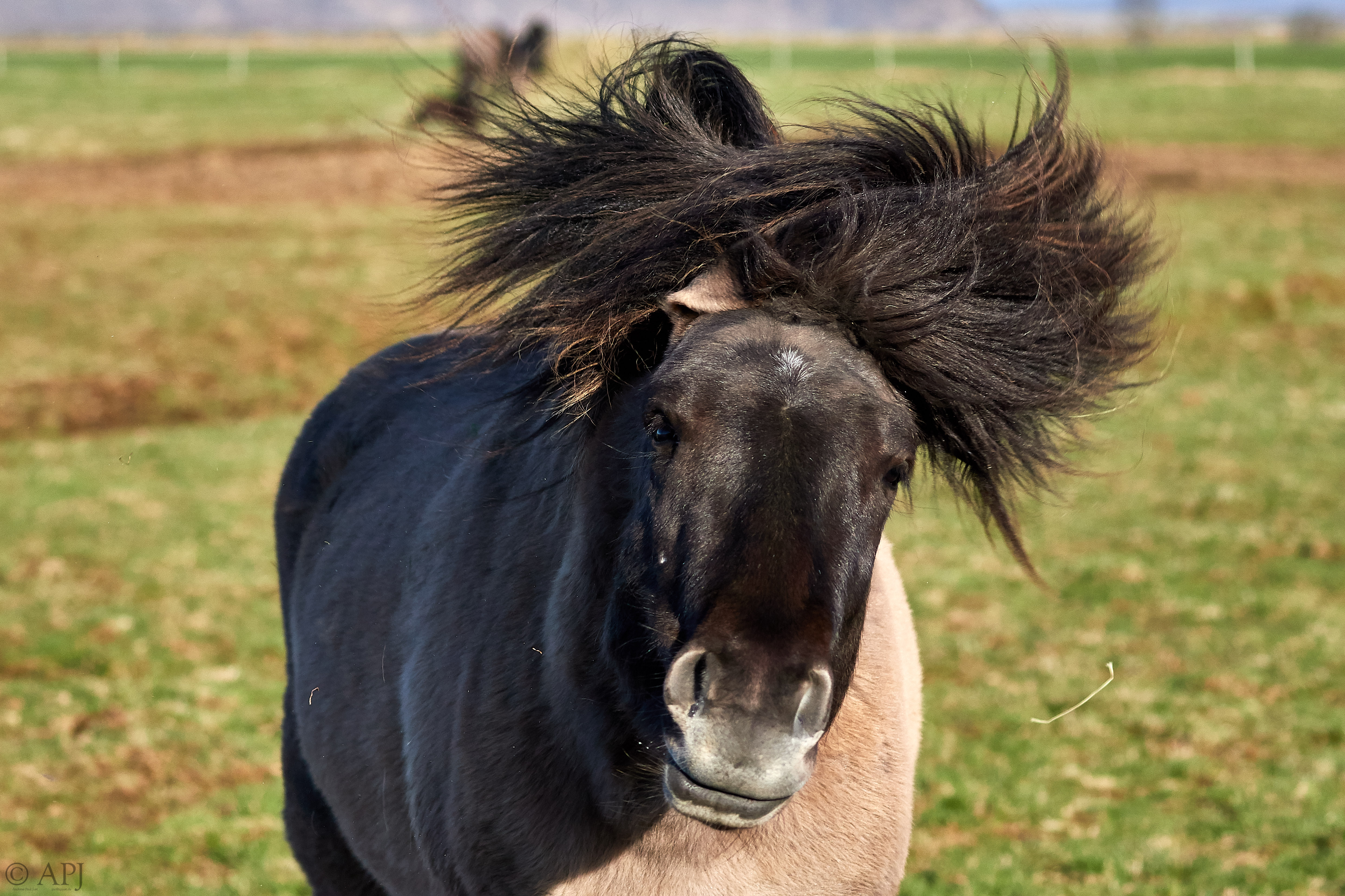 1837  133053000965 APJ 3905