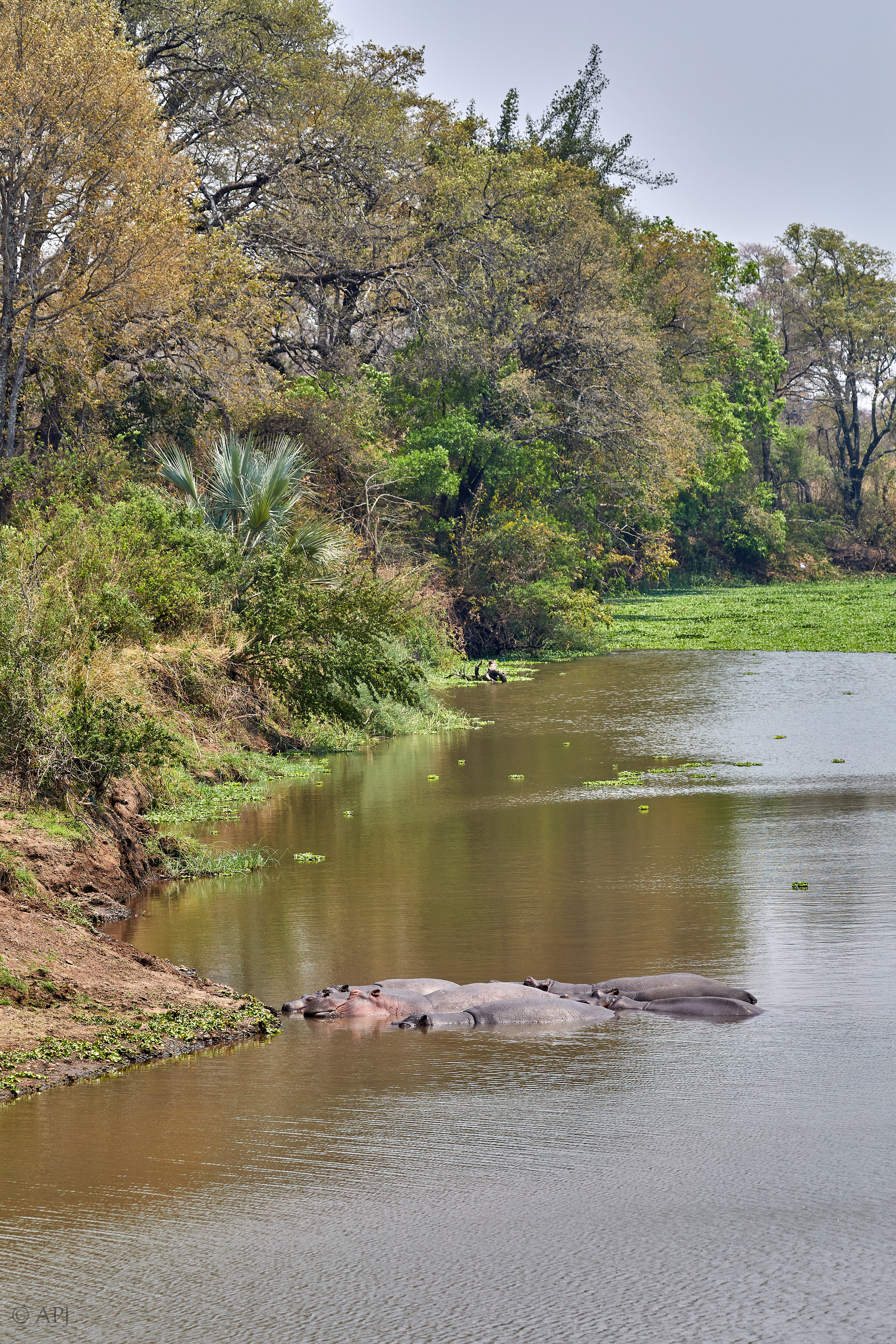 00008 APJ Sambia Malawi 2018 00064