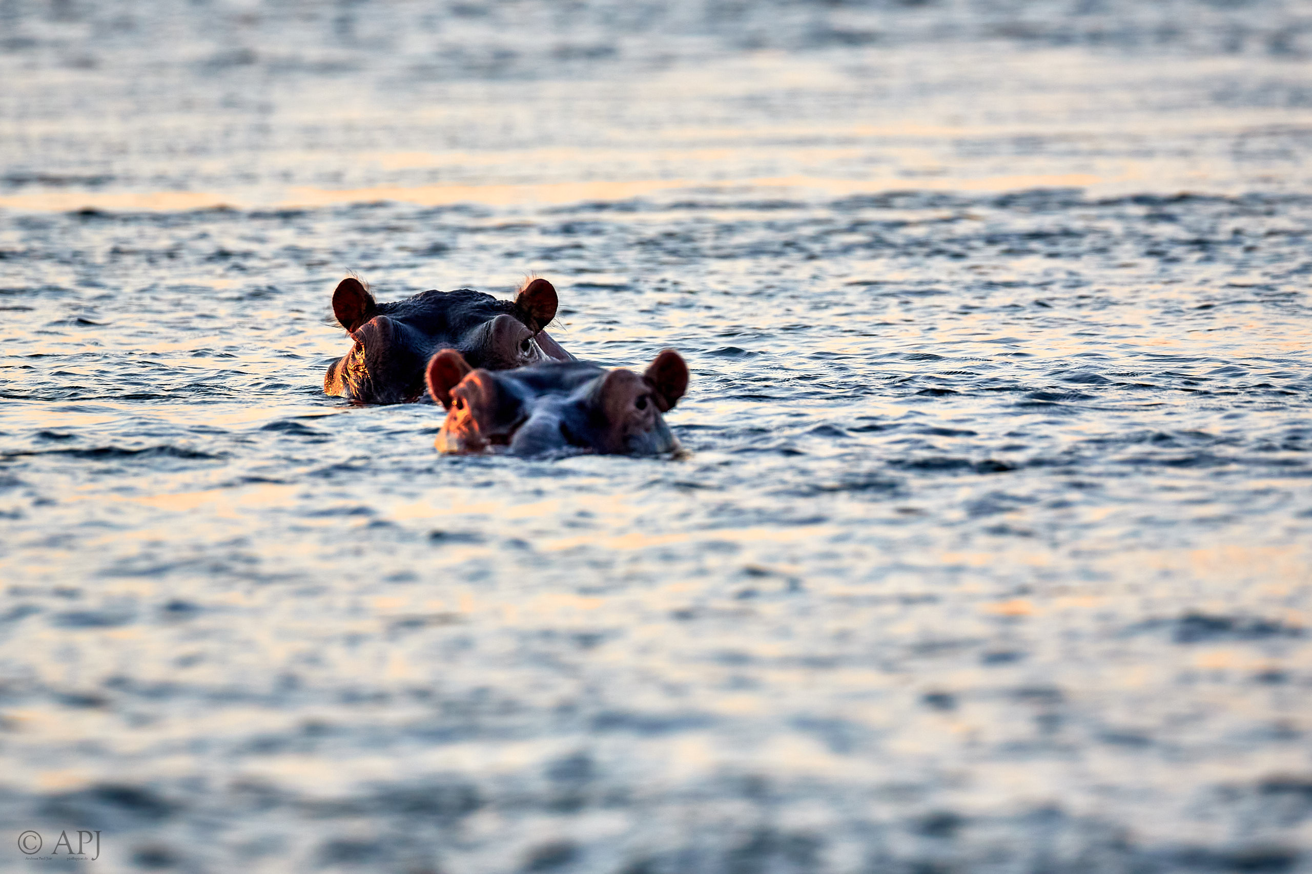 00048 APJ Sambia Malawi 2018 00300