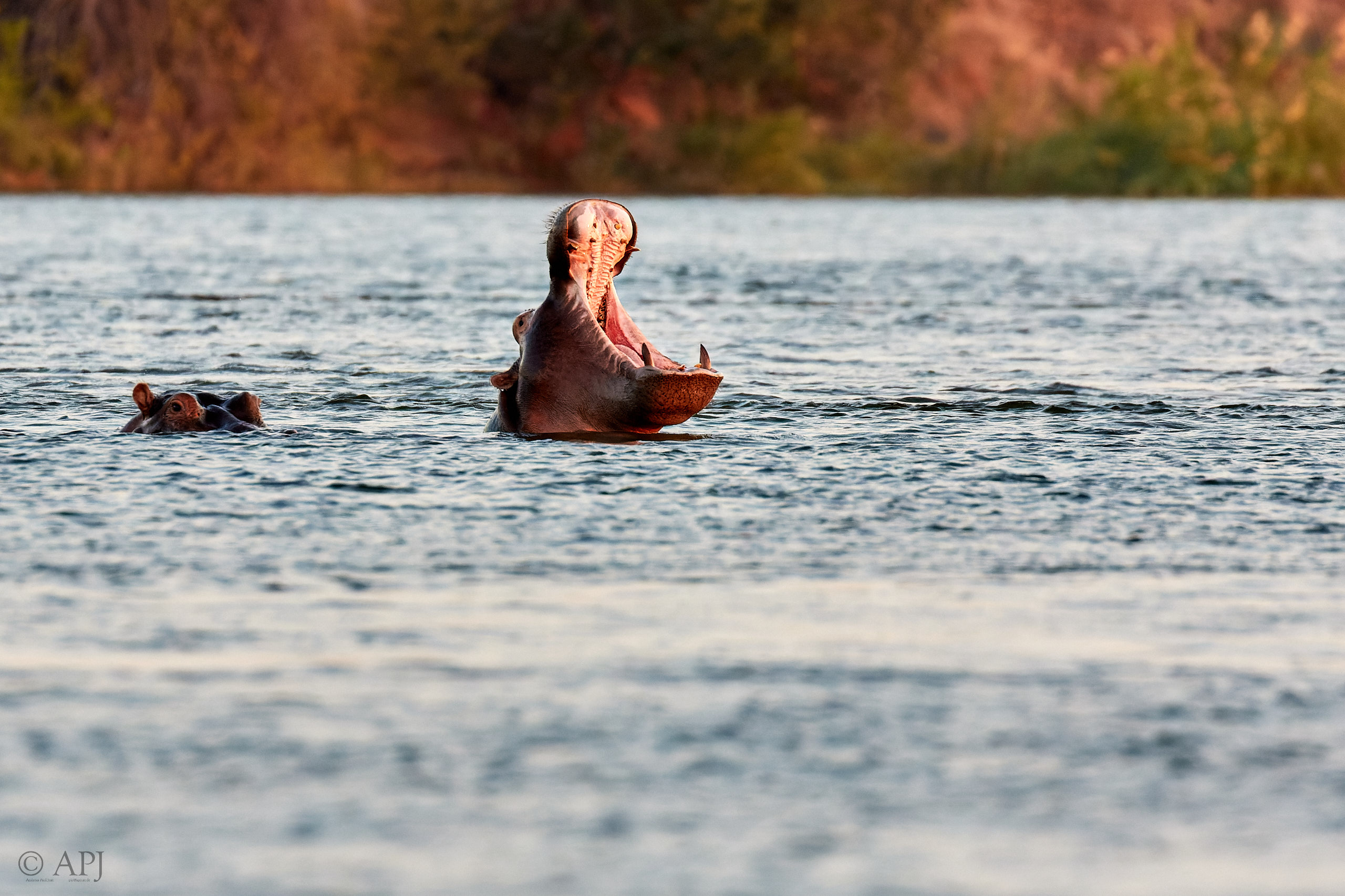 00050 APJ Sambia Malawi 2018 00313 D