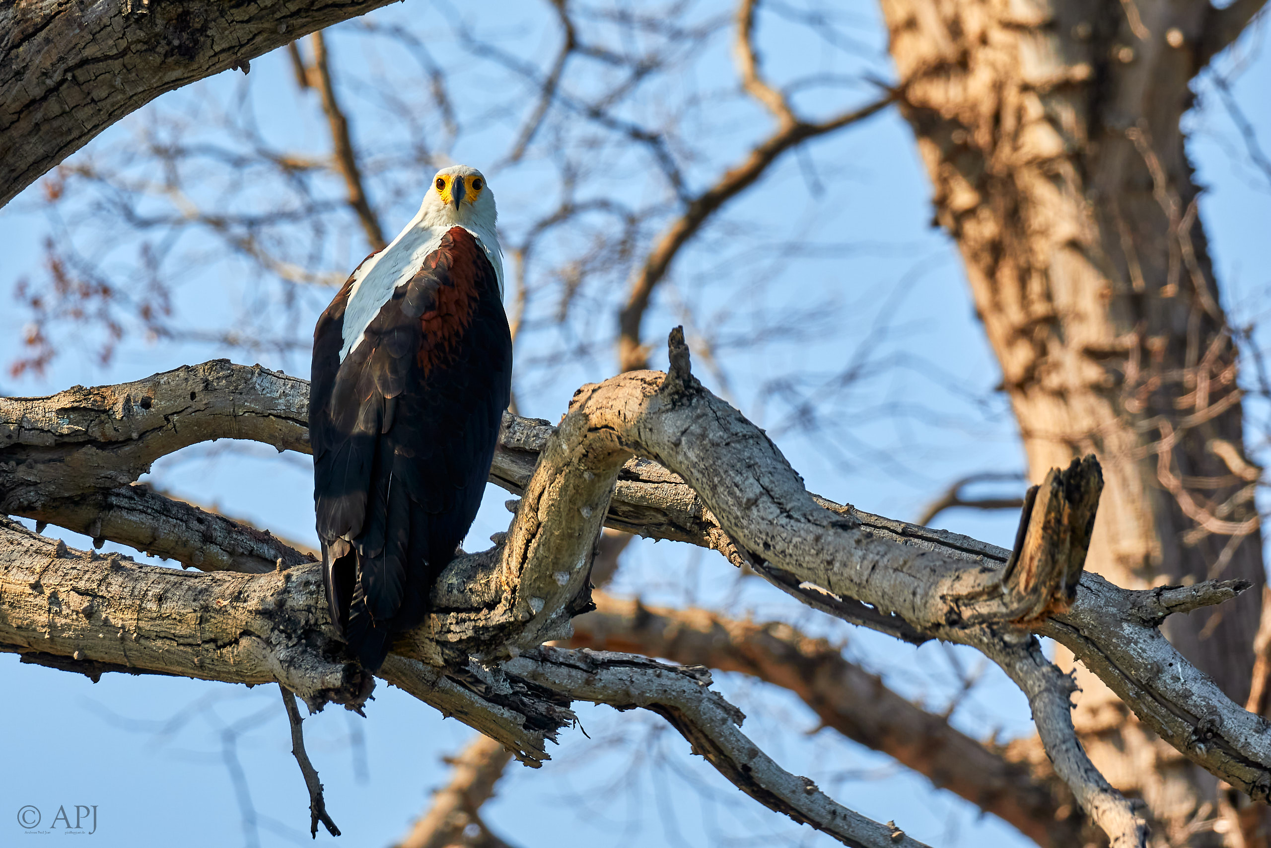 00053 APJ Sambia Malawi 2018 00351
