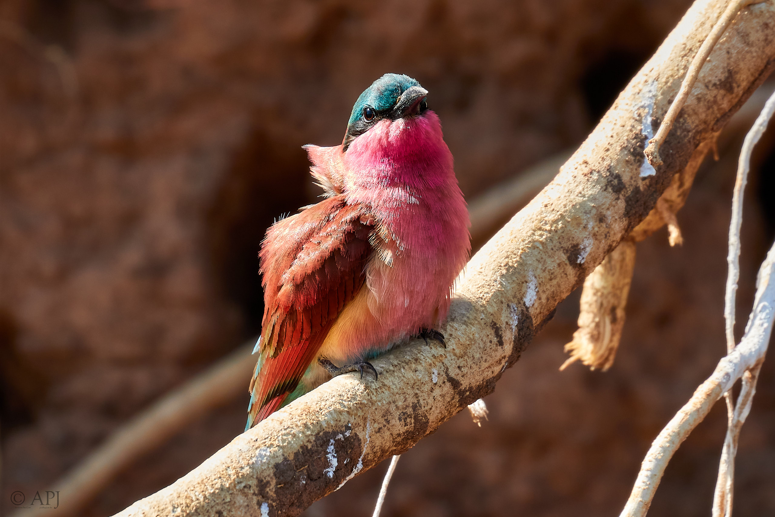 00062 APJ Sambia Malawi 2018 00474