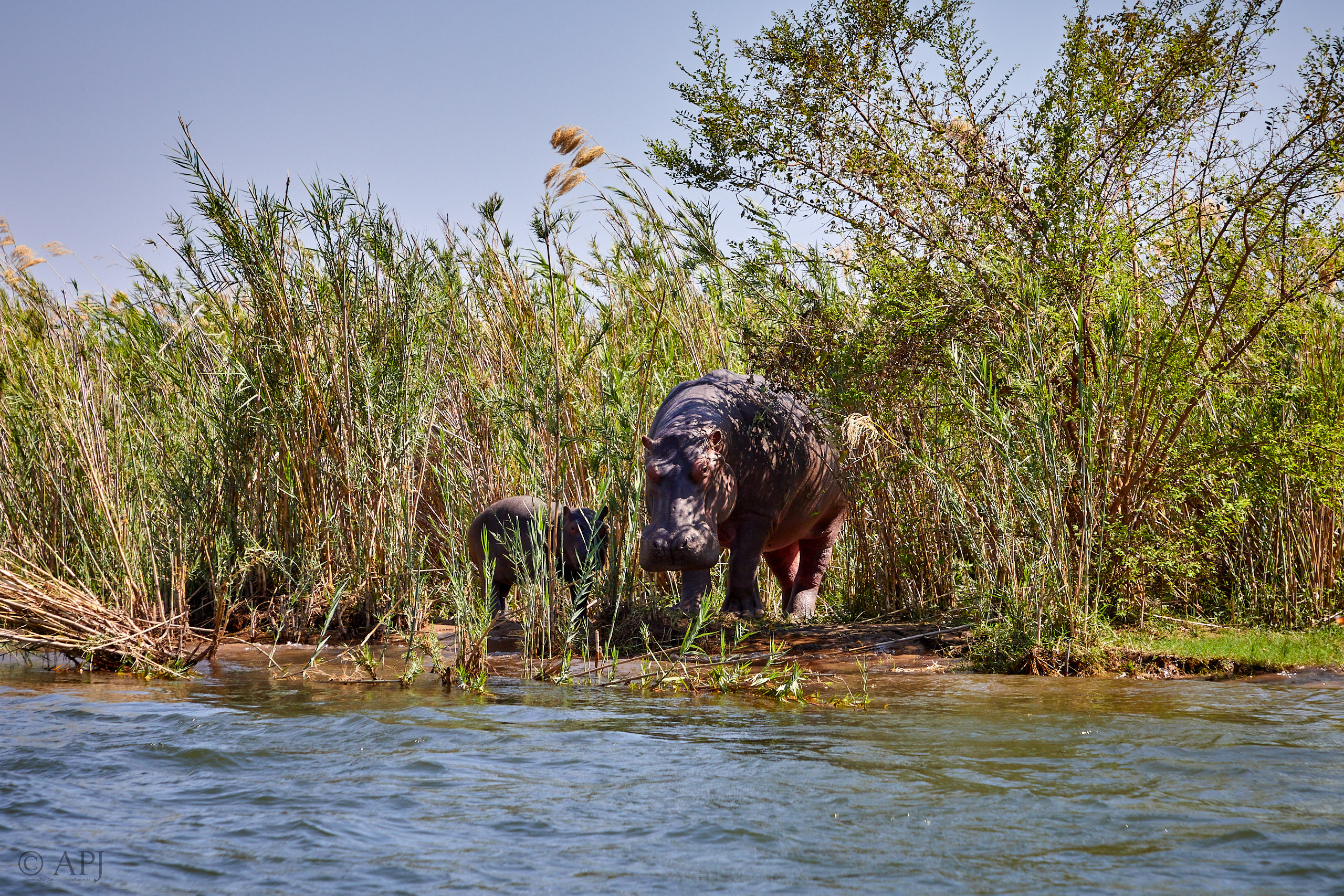 00066 APJ Sambia Malawi 2018 00508