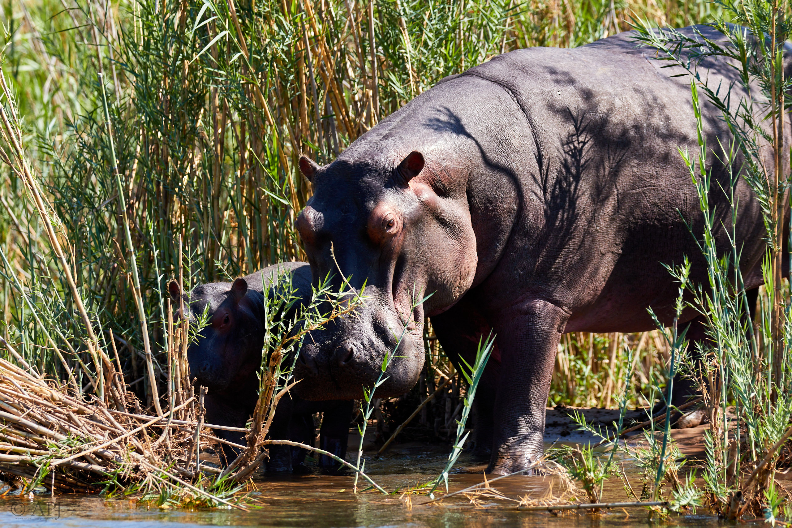 00067 APJ Sambia Malawi 2018 00516