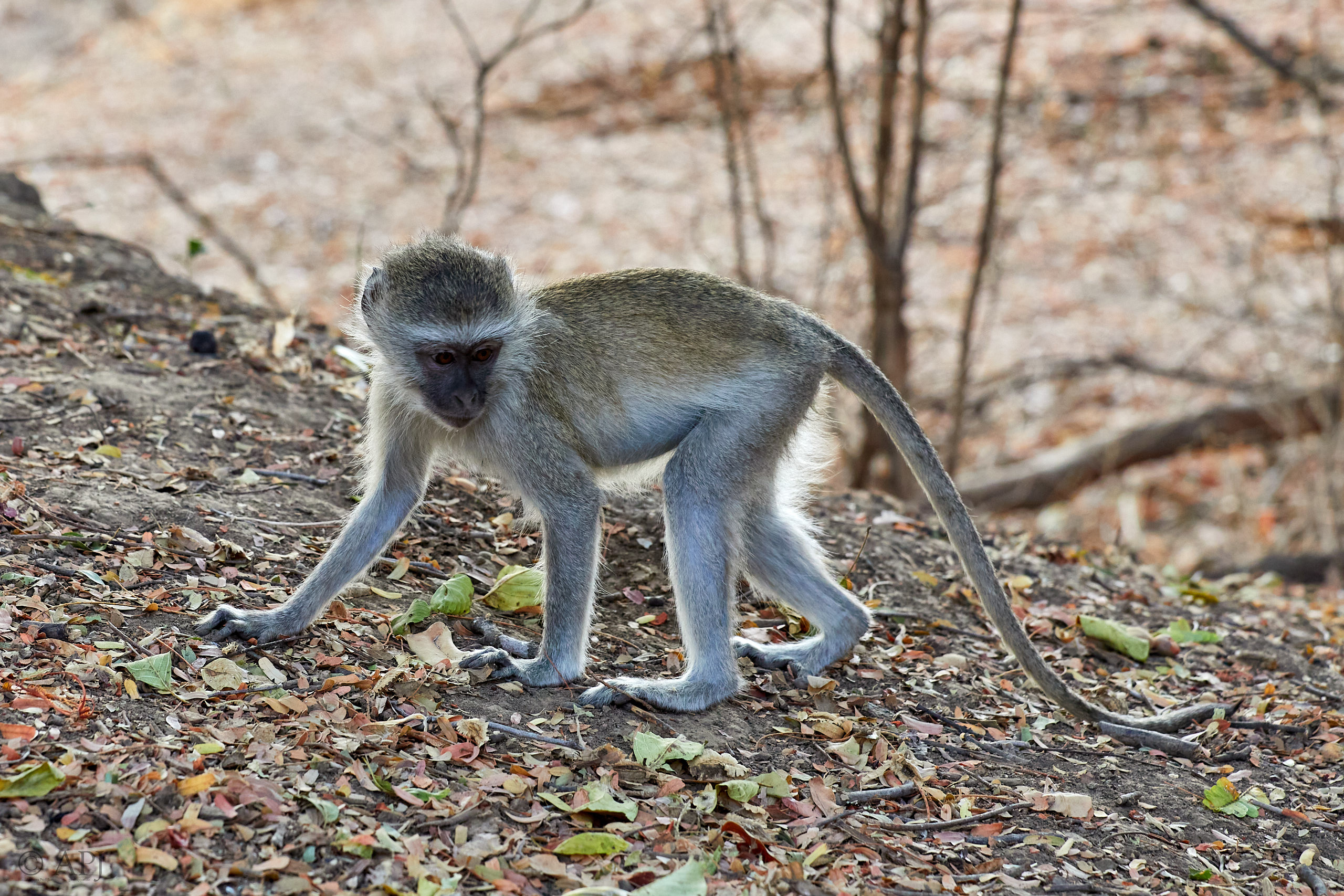 00142 APJ Sambia Malawi 2018 00909