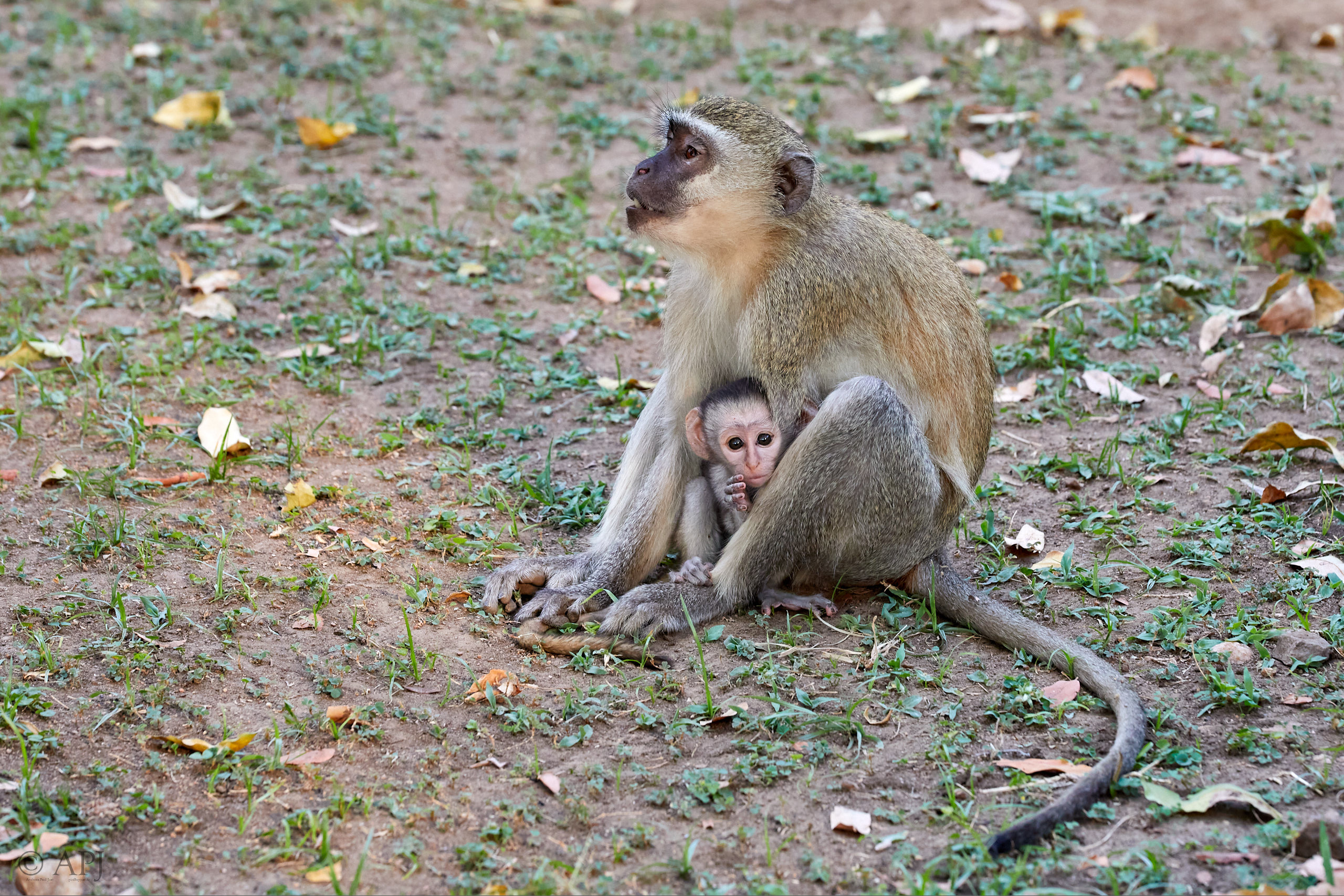 00144 APJ Sambia Malawi 2018 00955