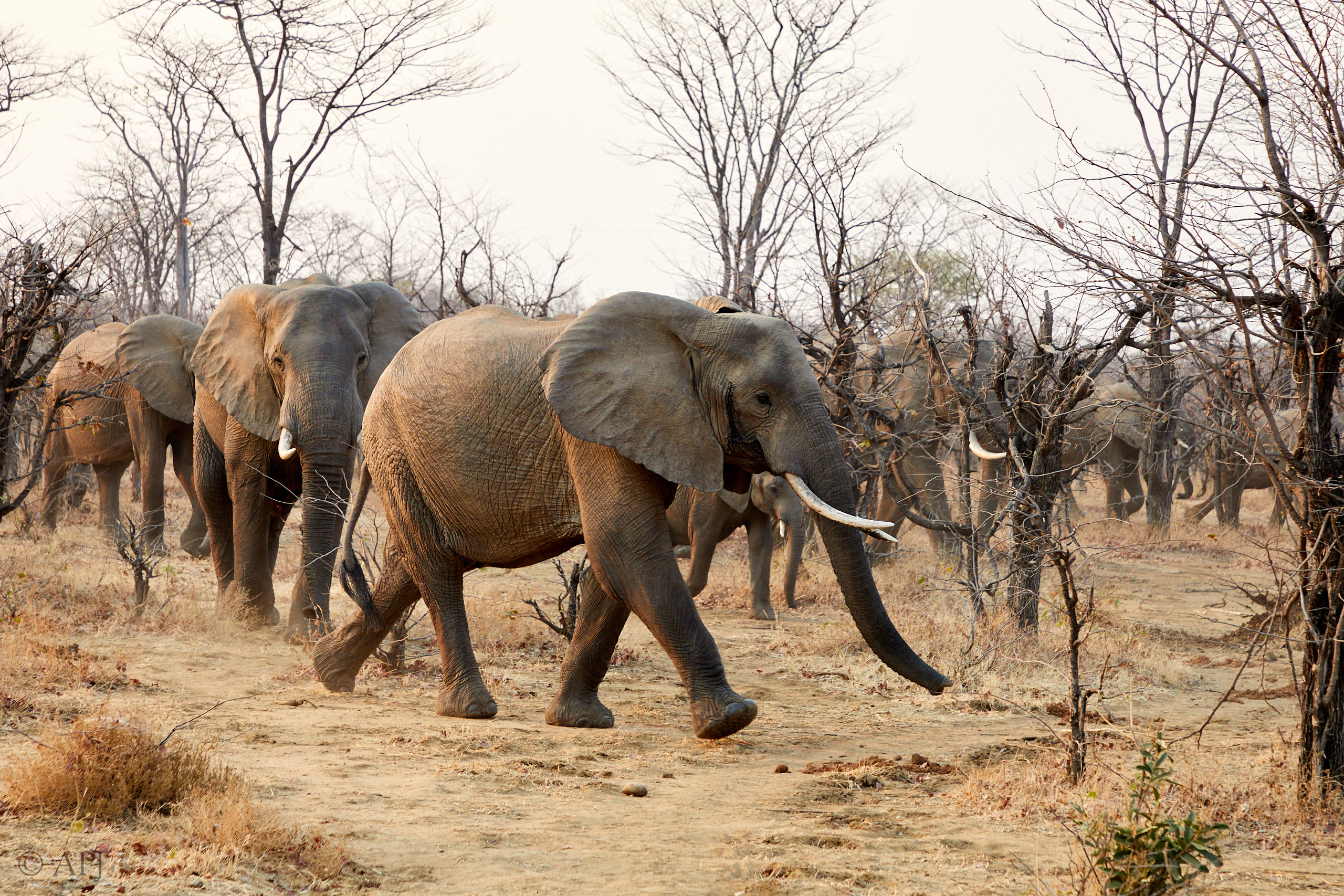 00148 APJ Sambia Malawi 2018 01011