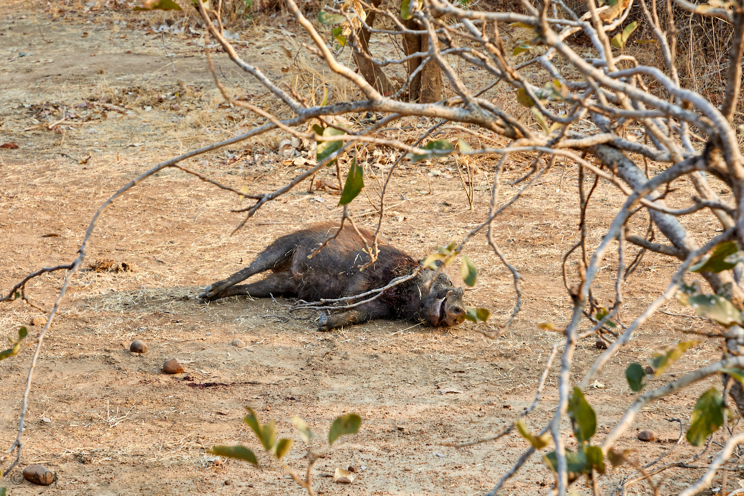 00154 APJ Sambia Malawi 2018 01054