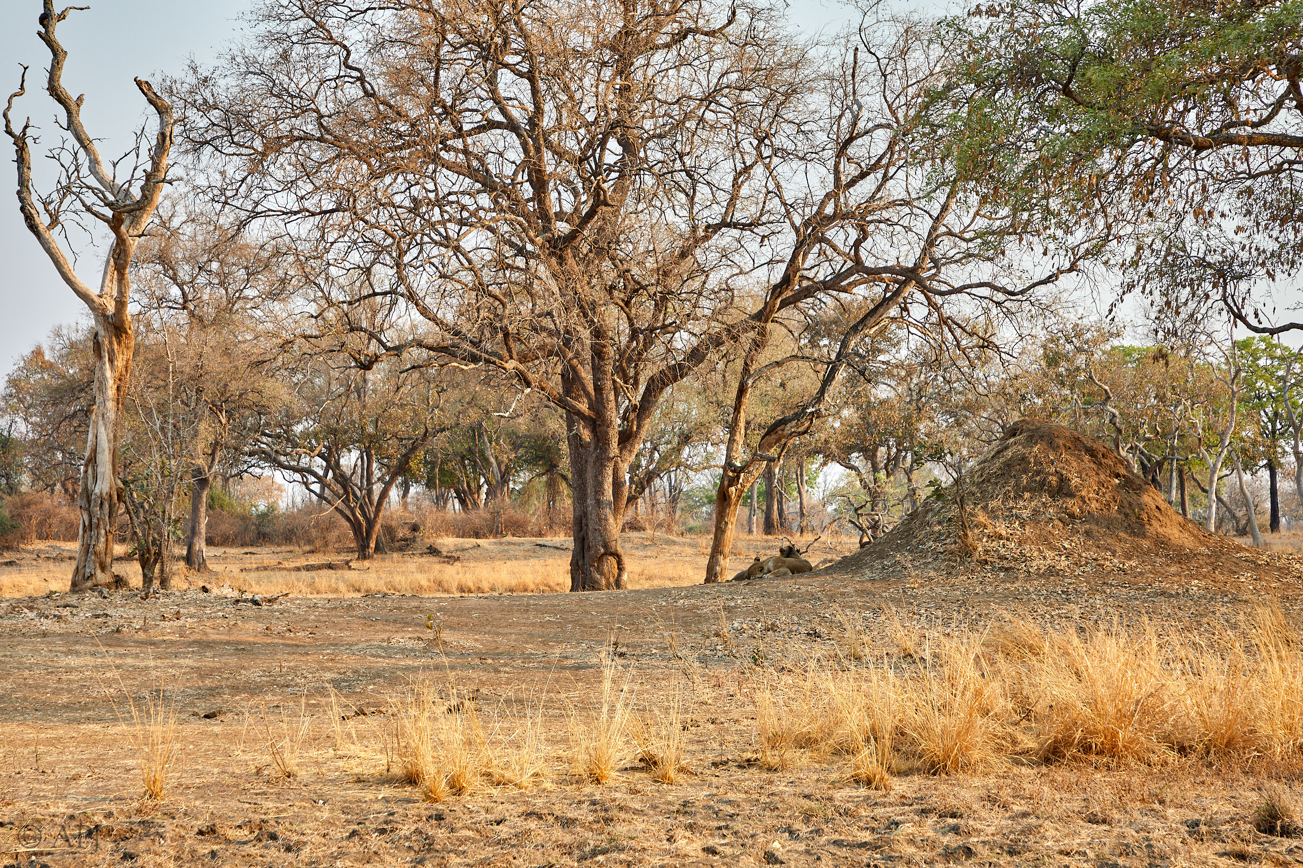 00156 APJ Sambia Malawi 2018 01061