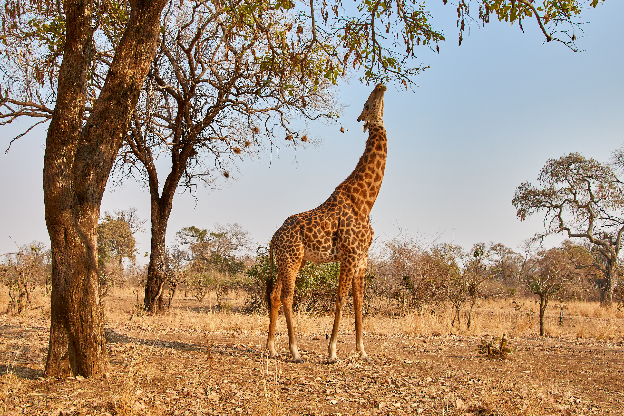 00160 APJ Sambia Malawi 2018 01095
