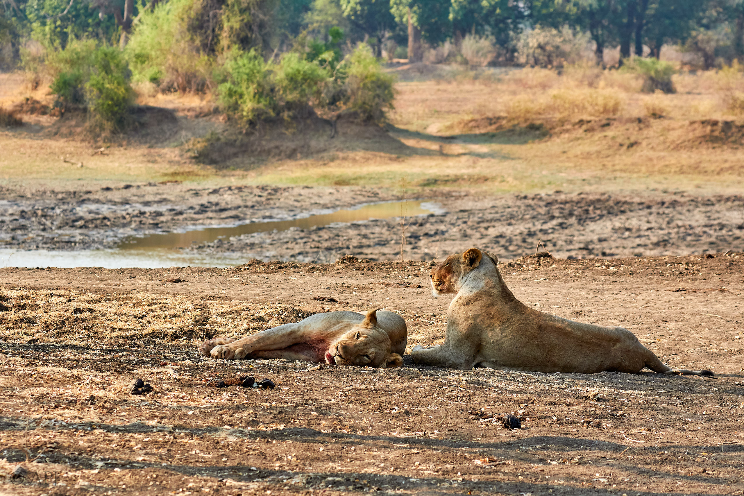 00172 APJ Sambia Malawi 2018 01203