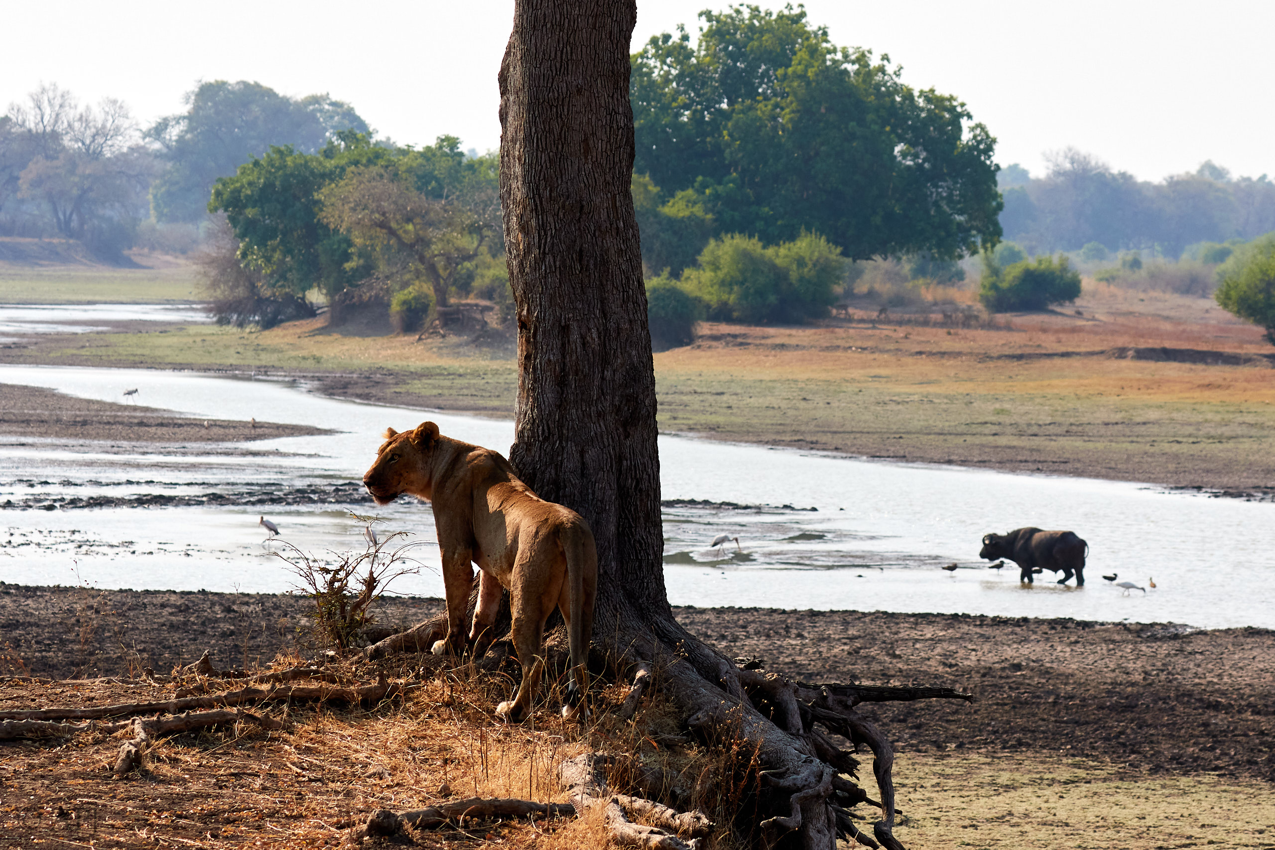 00175 APJ Sambia Malawi 2018 01234