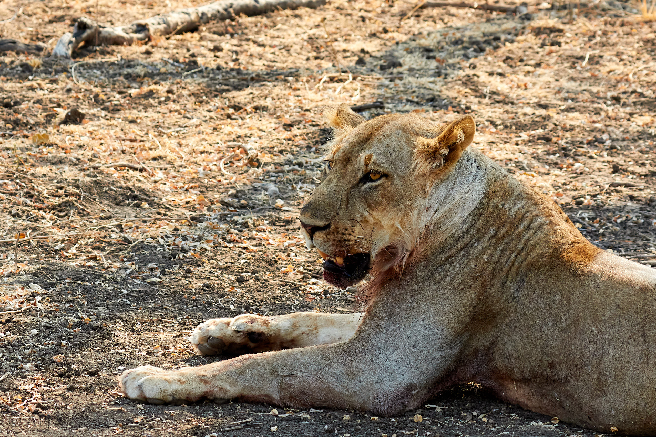00176 APJ Sambia Malawi 2018 01245