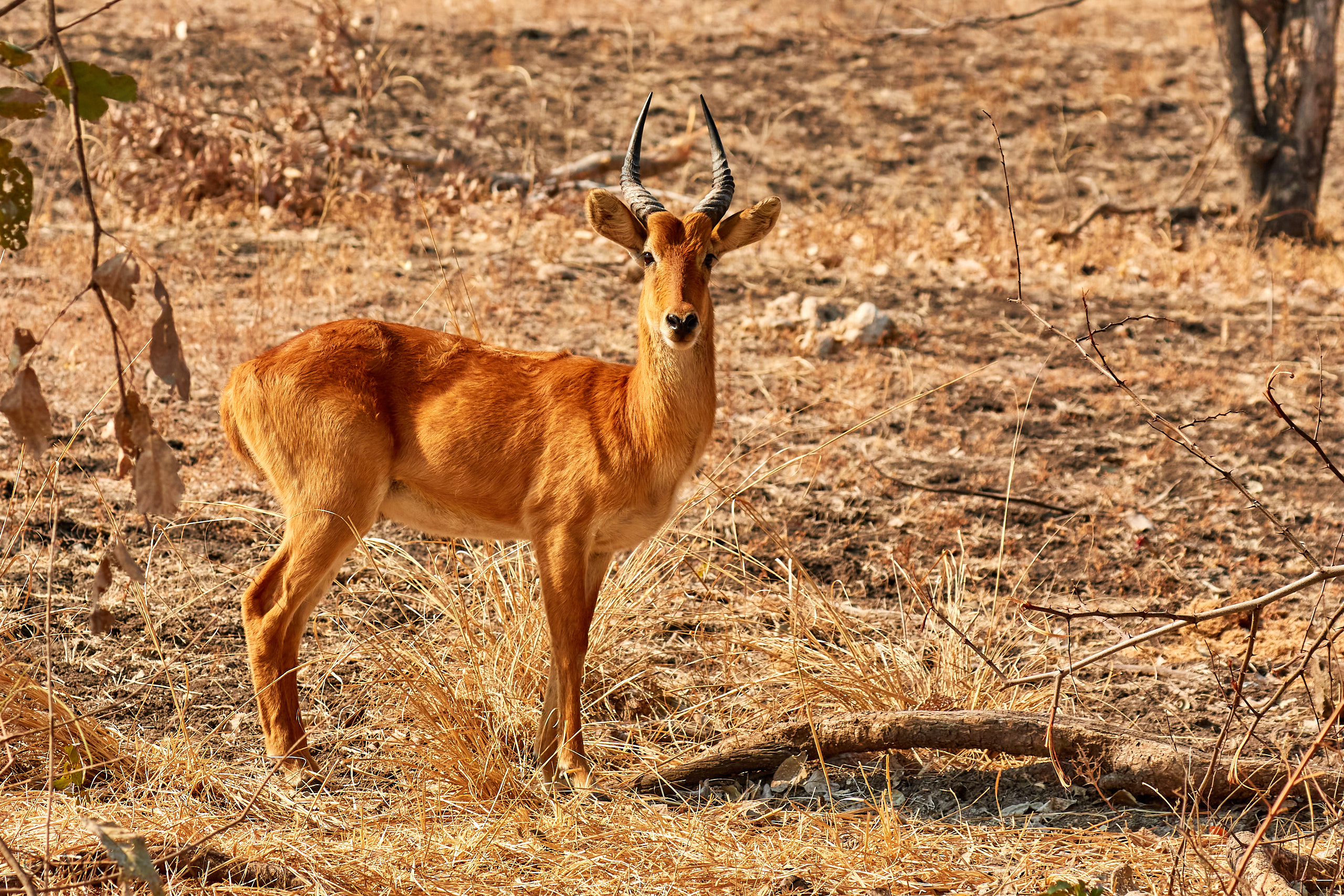 00178 APJ Sambia Malawi 2018 01260