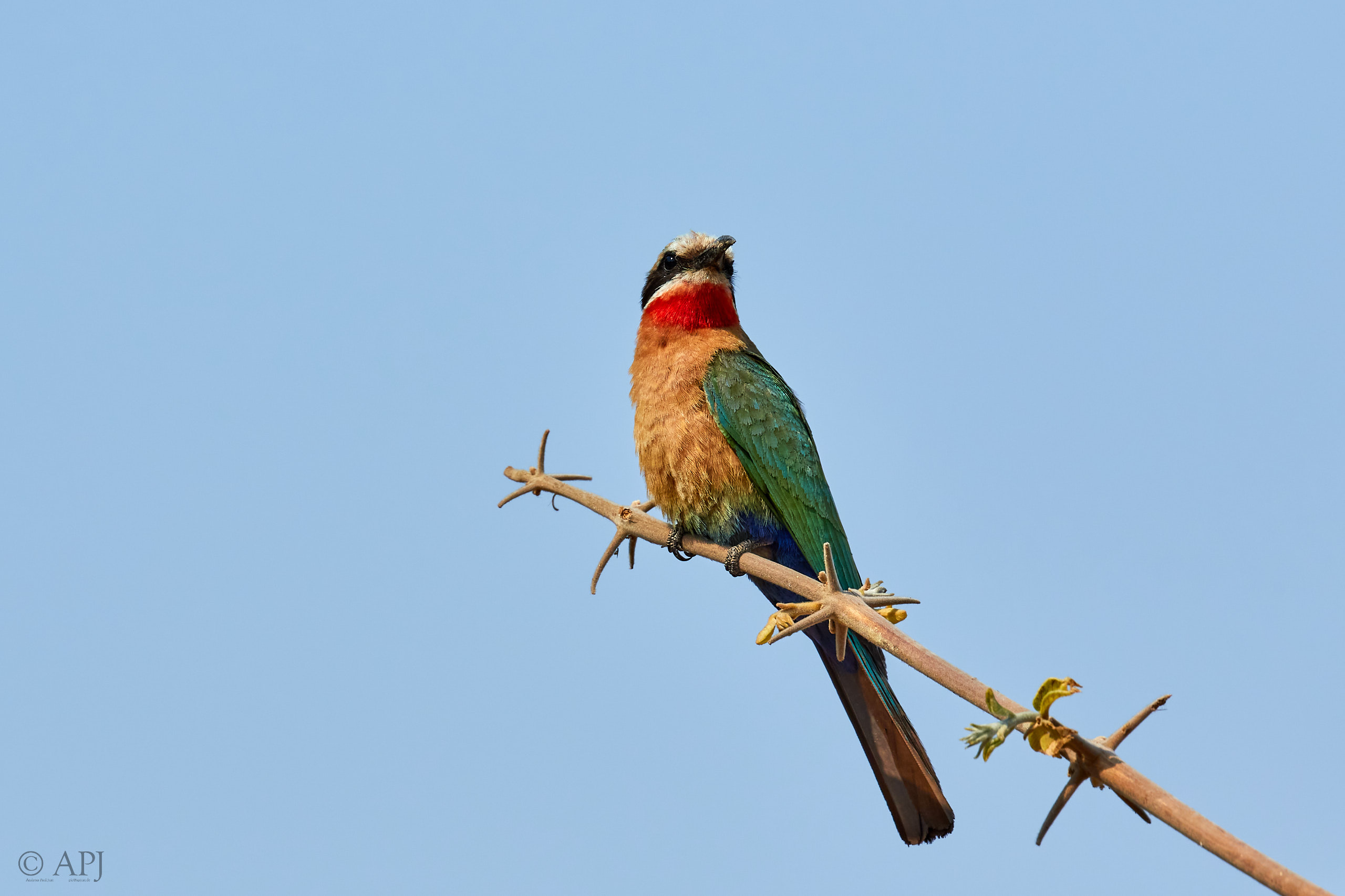 00183 APJ Sambia Malawi 2018 01310