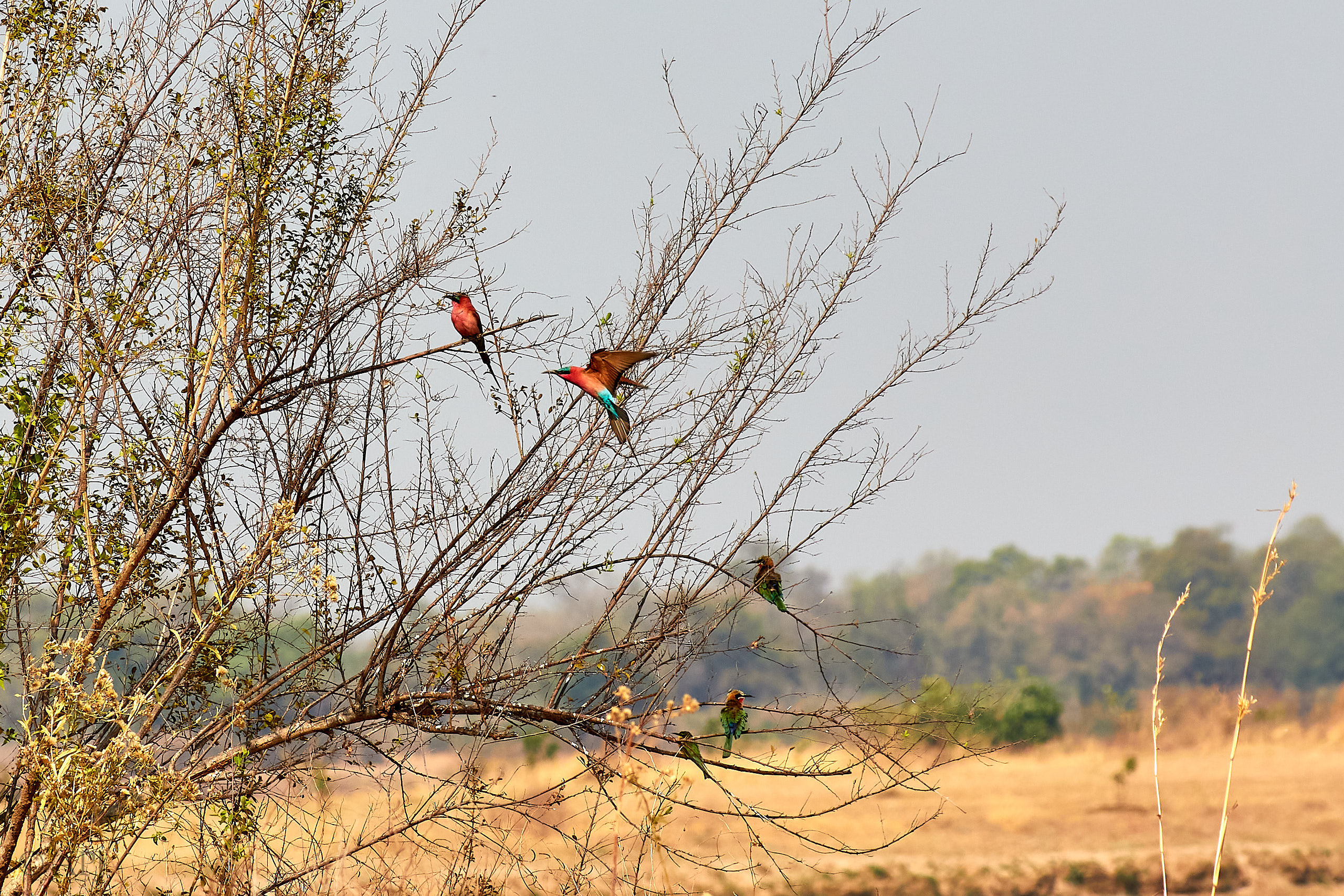 00185 APJ Sambia Malawi 2018 01330