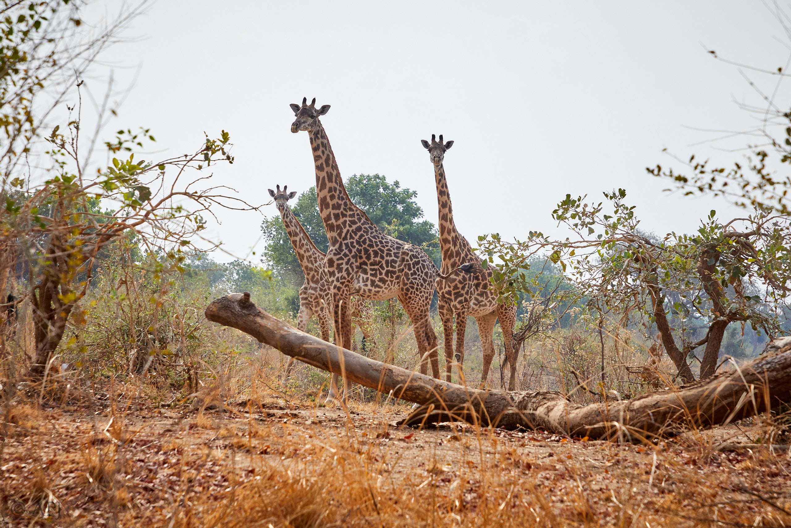 00198 APJ Sambia Malawi 2018 01459