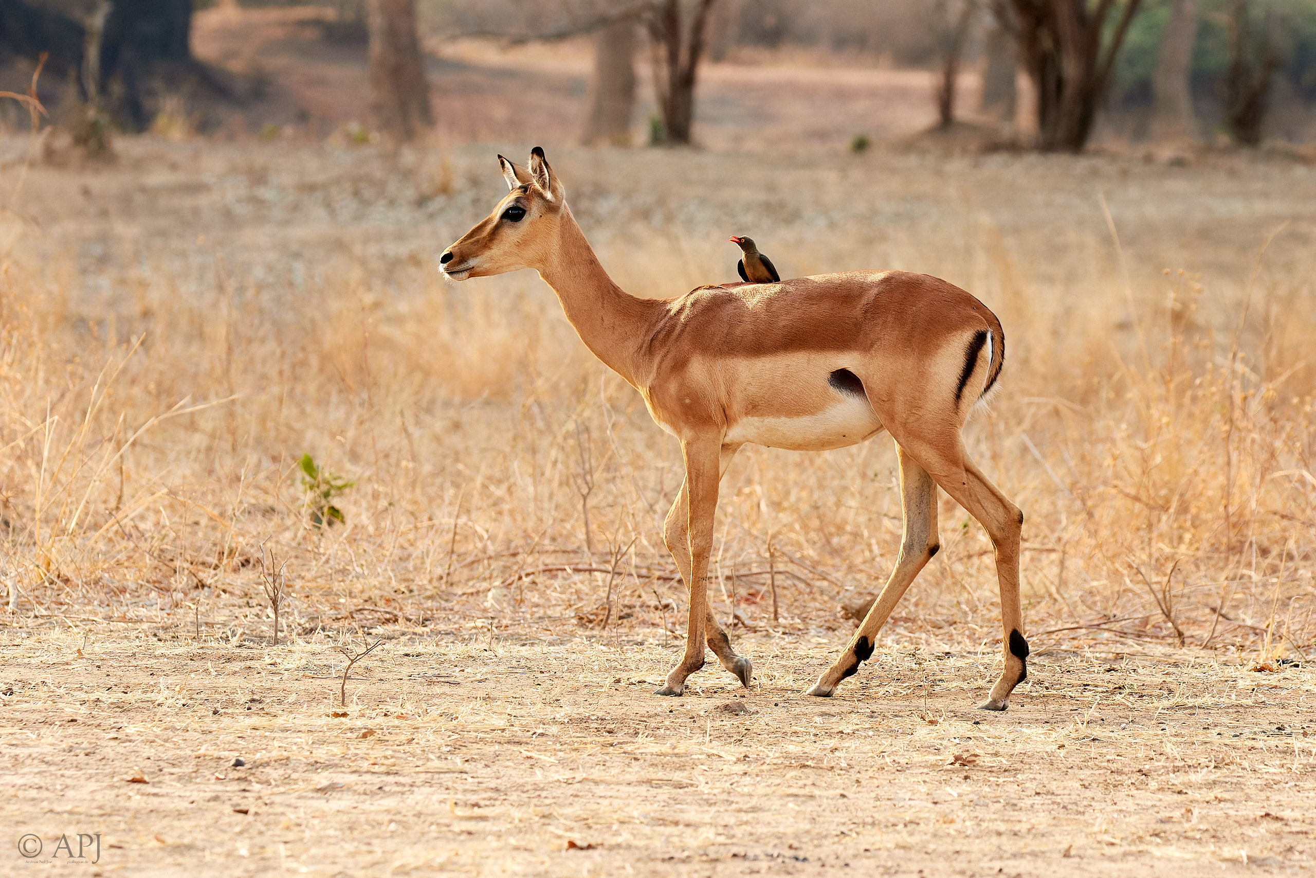 00202 APJ Sambia Malawi 2018 01490 D