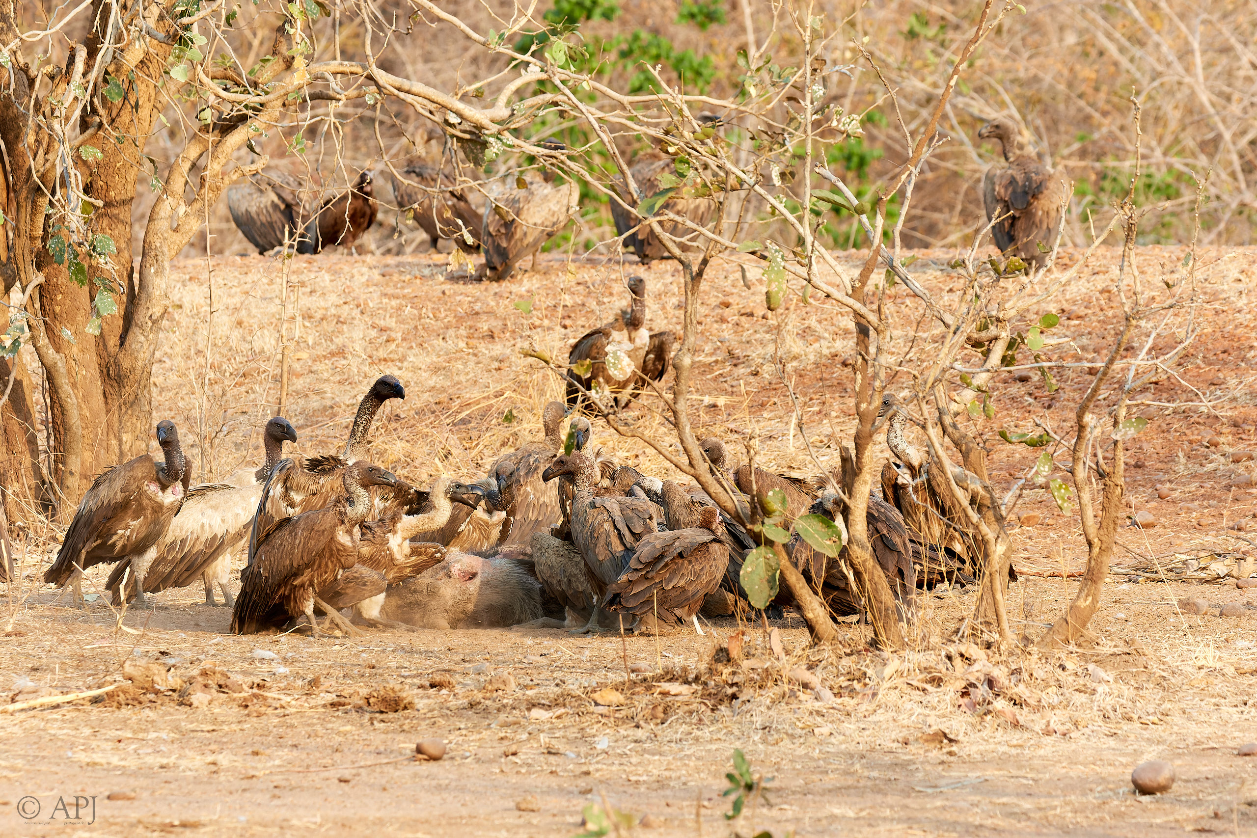 00205 APJ Sambia Malawi 2018 01574 D