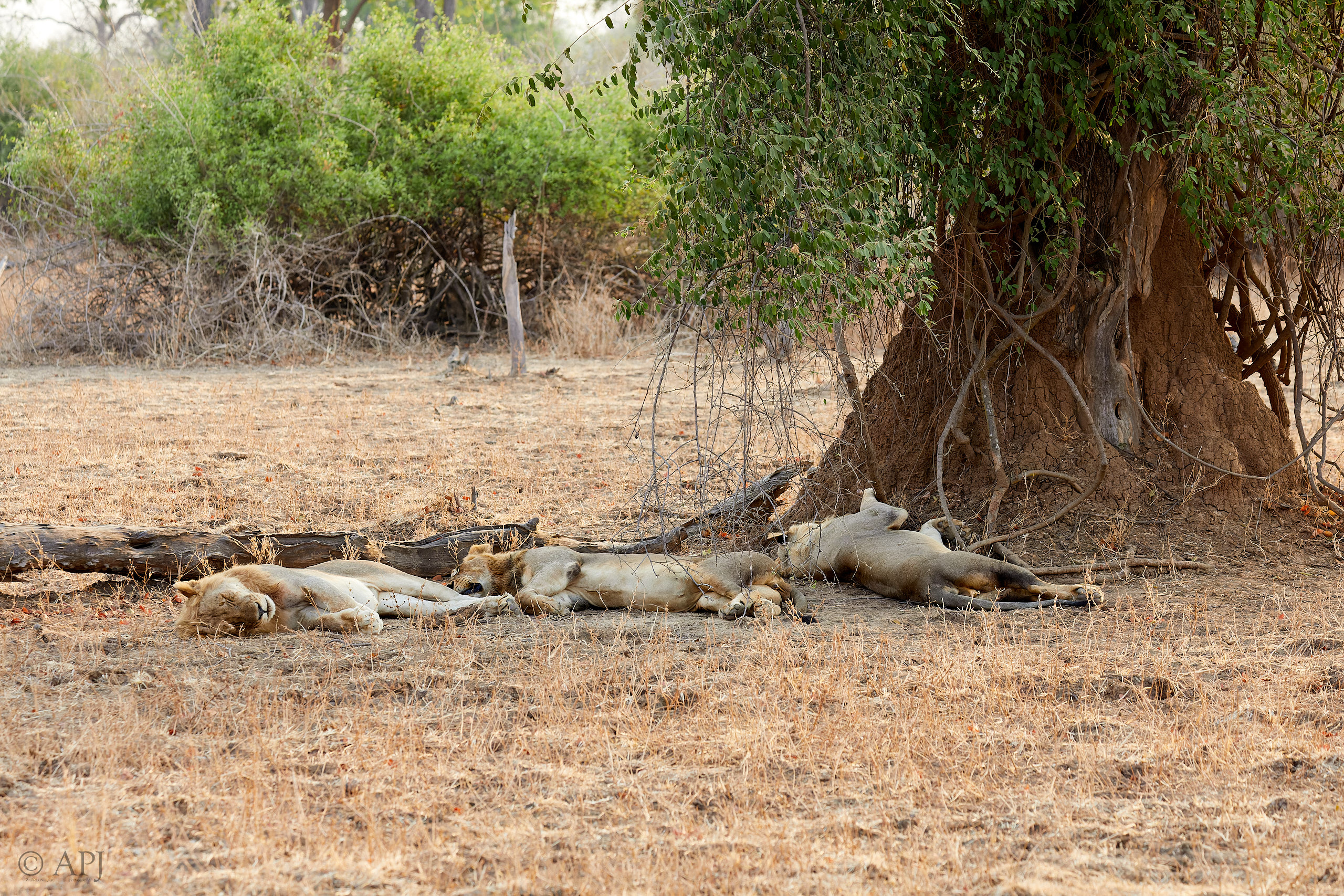 00208 APJ Sambia Malawi 2018 01617 D