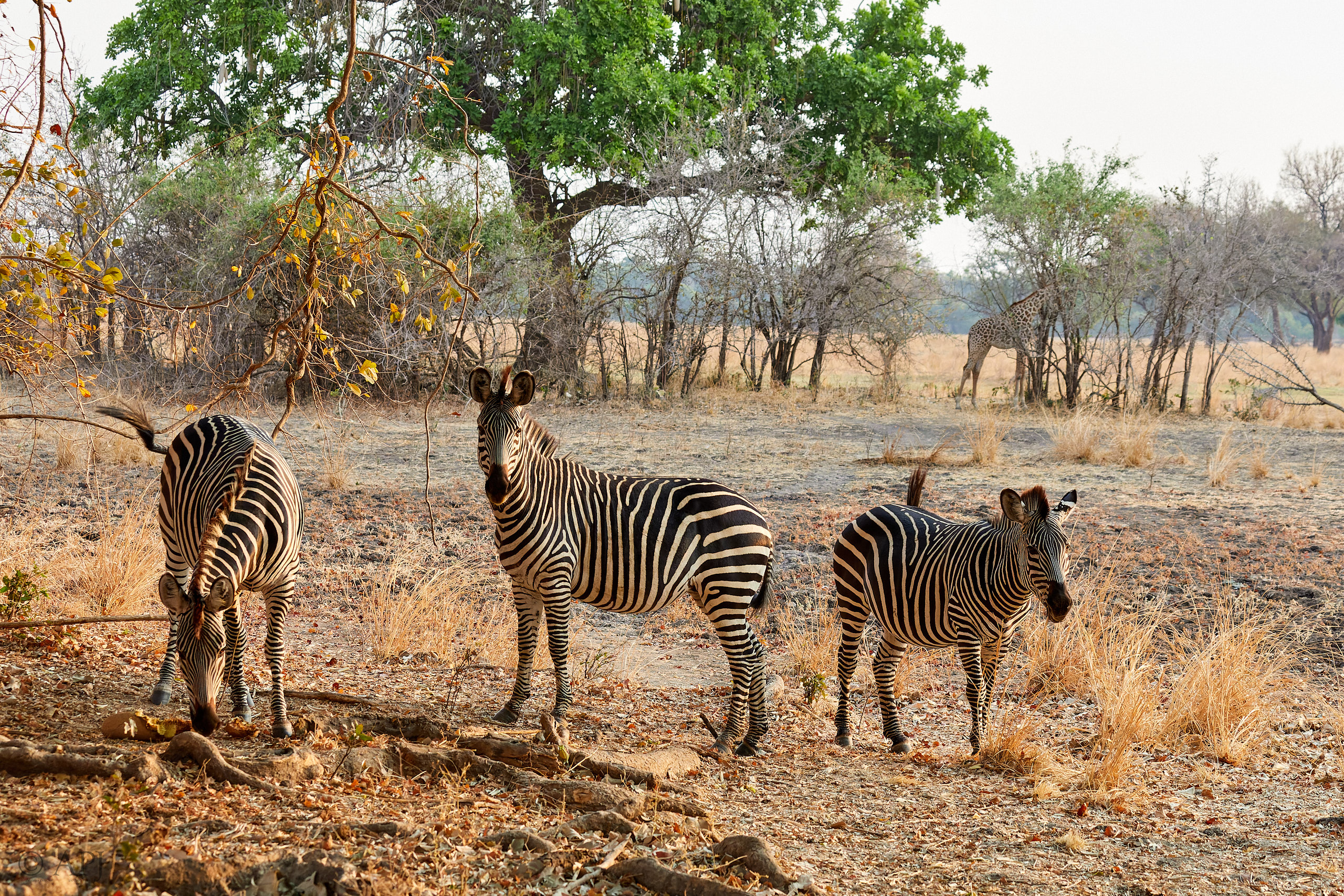 00213 APJ Sambia Malawi 2018 01652 D