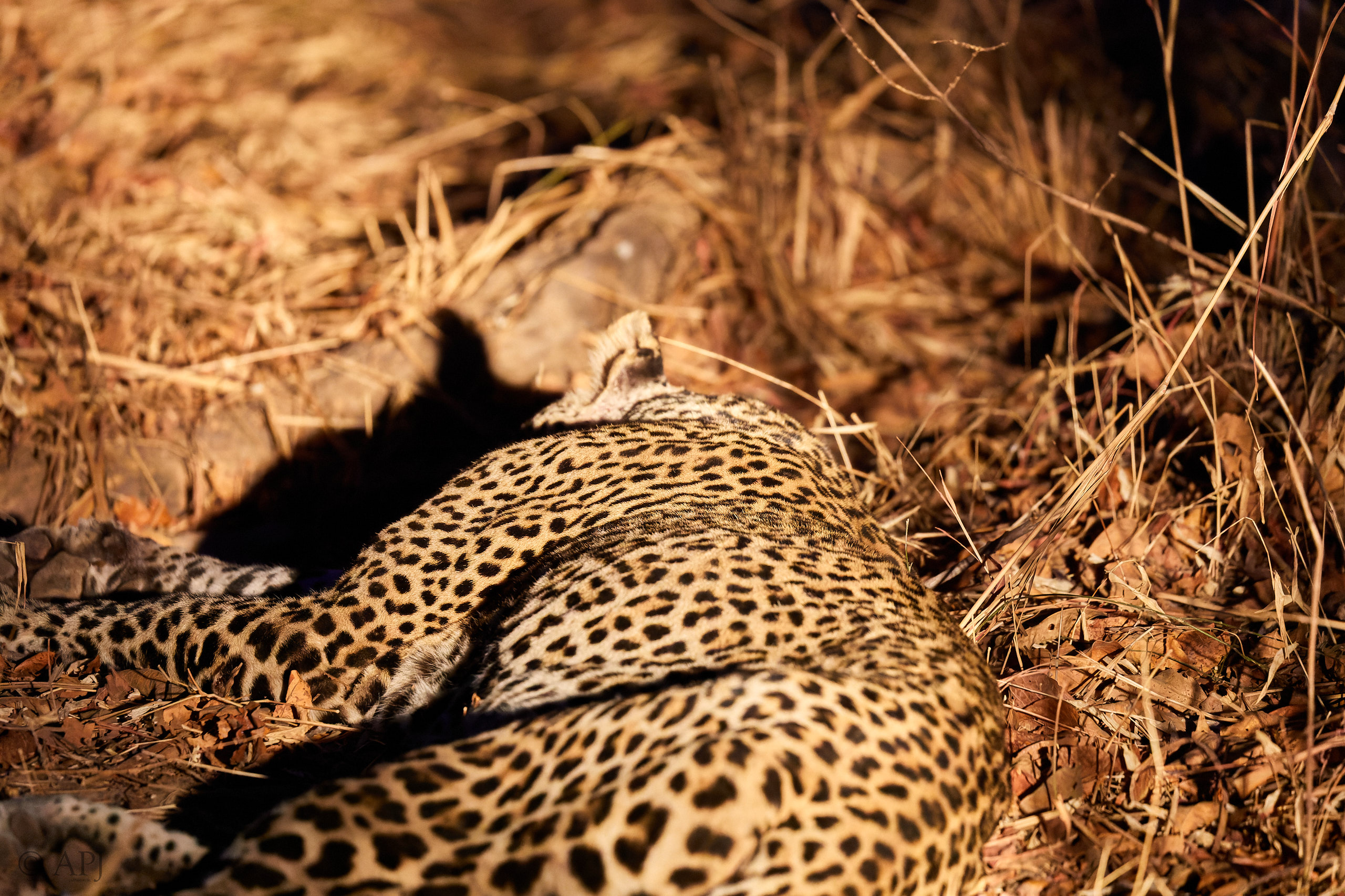 00218 APJ Sambia Malawi 2018 01707