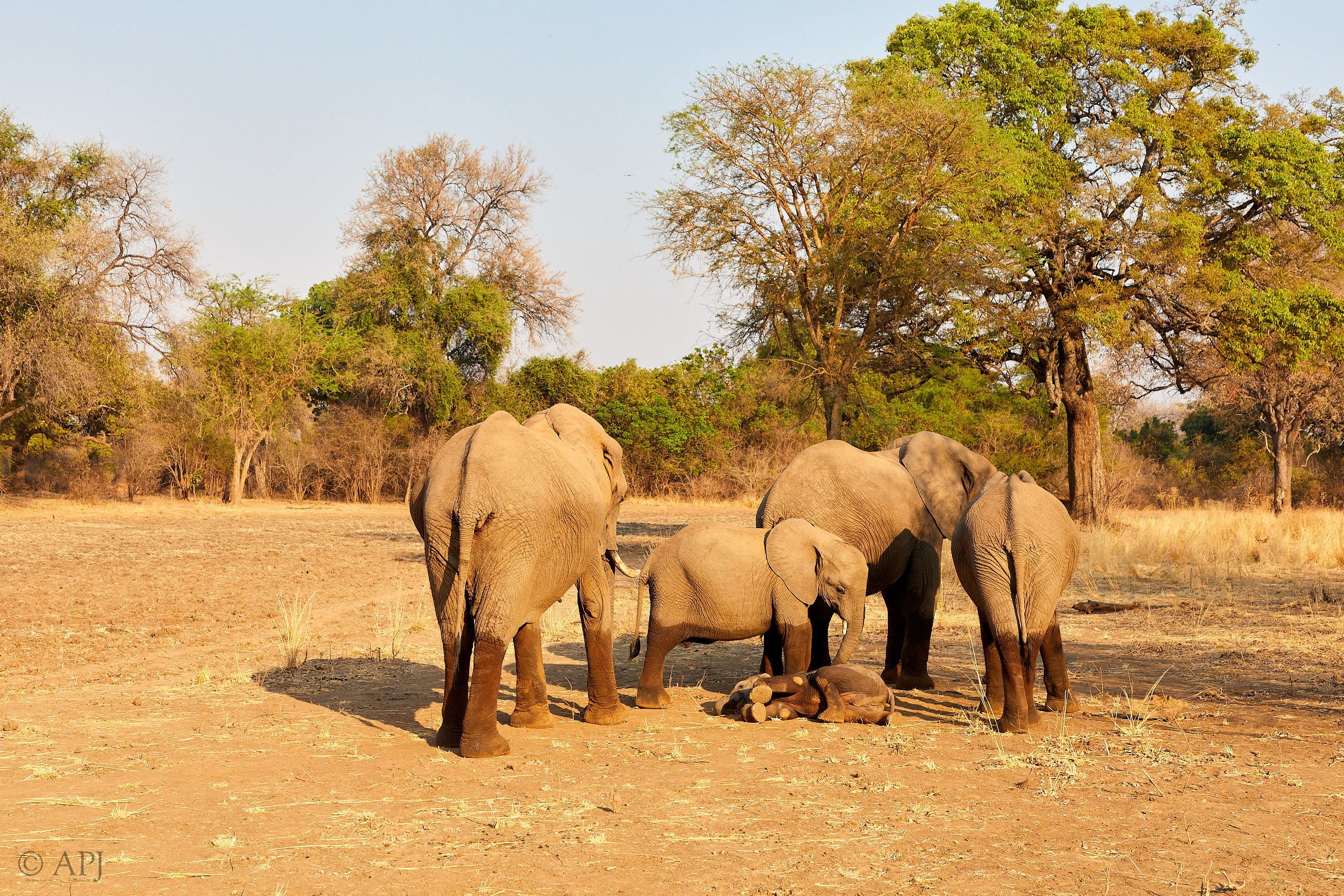 00227 APJ Sambia Malawi 2018 01818 D