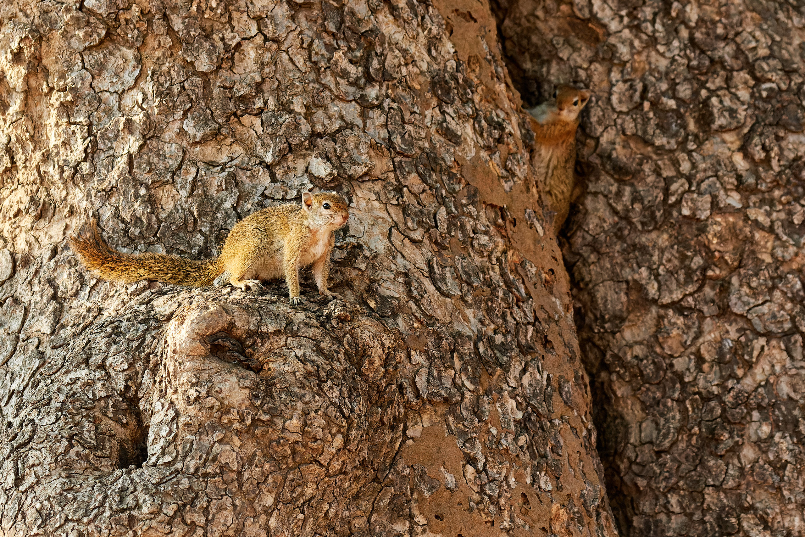 00229 APJ Sambia Malawi 2018 01840 D