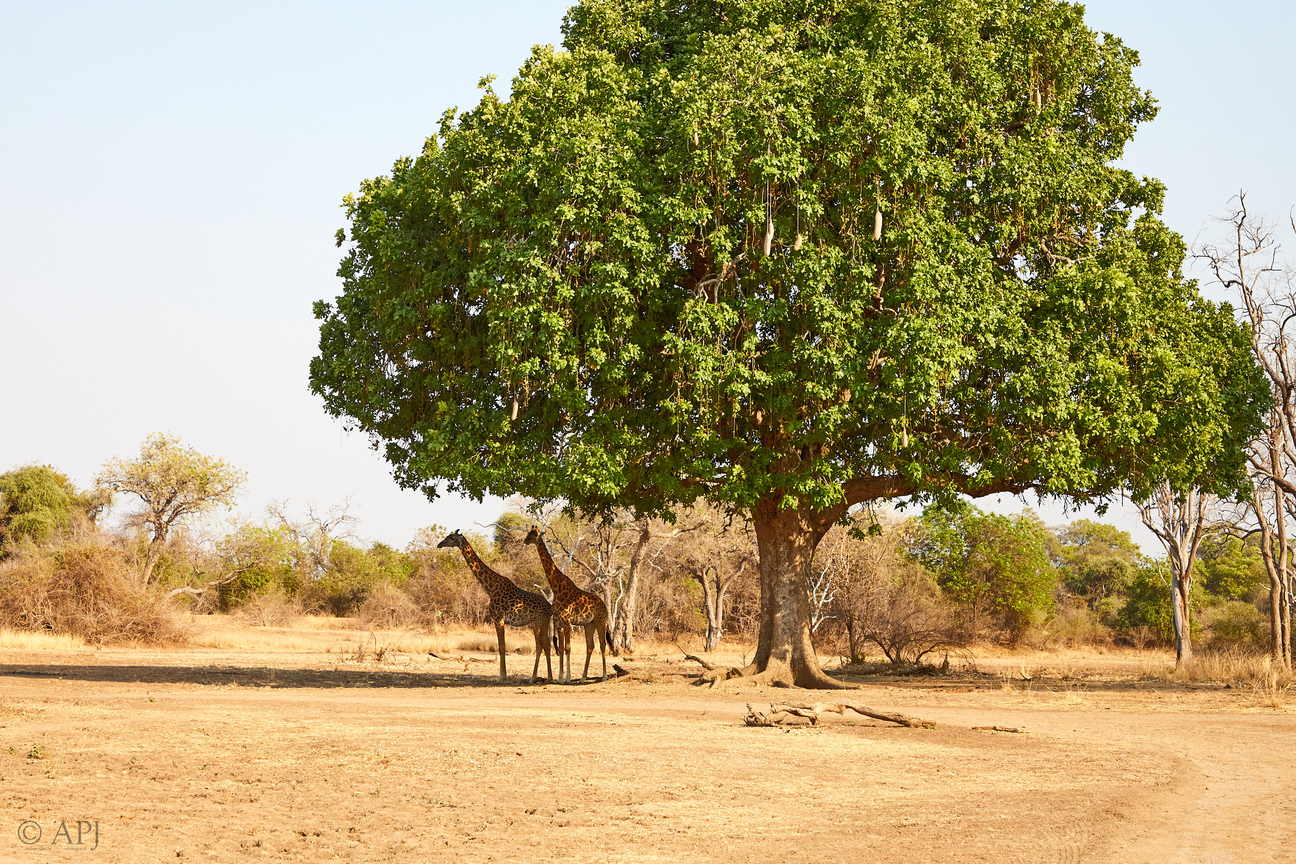 00234 APJ Sambia Malawi 2018 01881