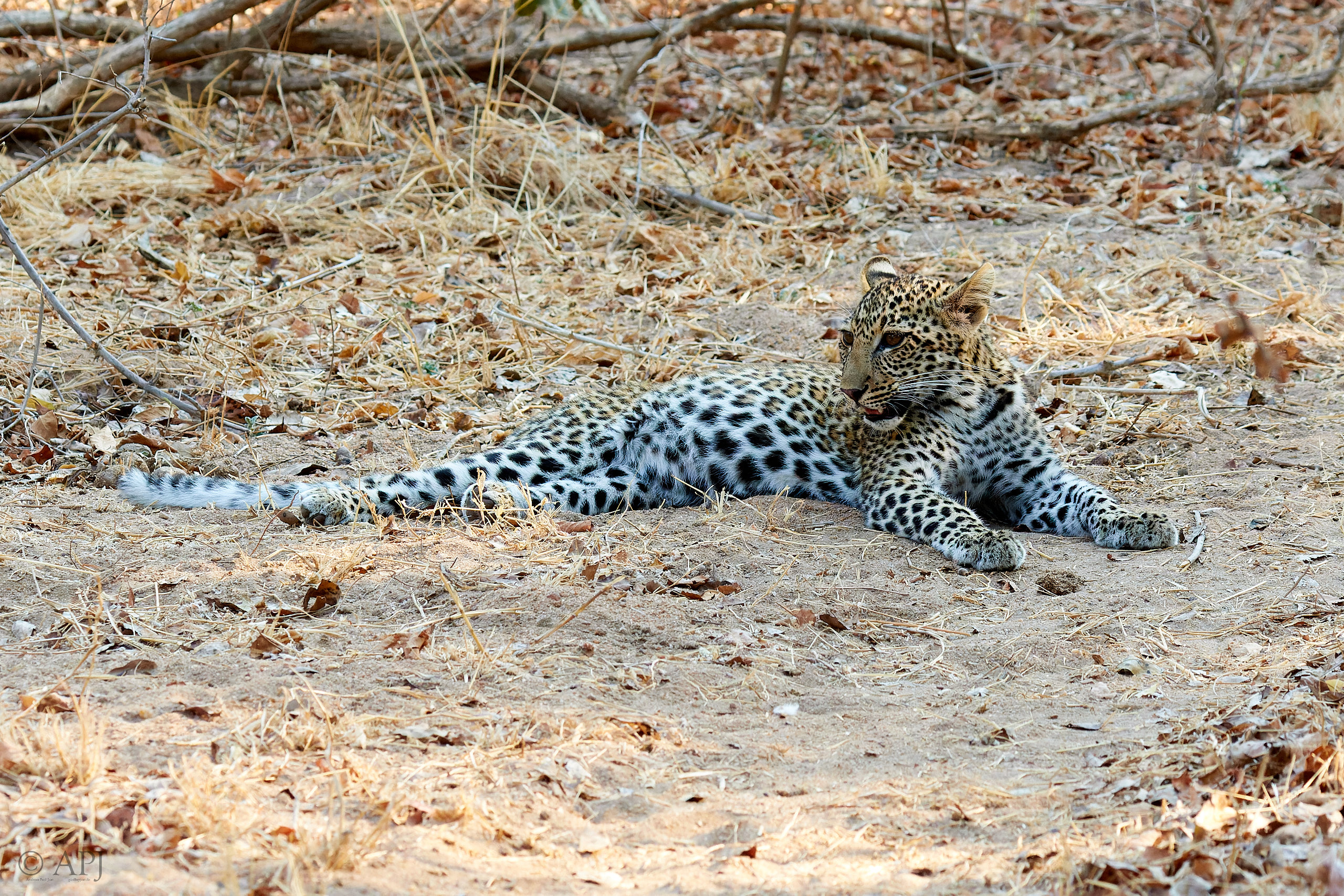00238 APJ Sambia Malawi 2018 01958