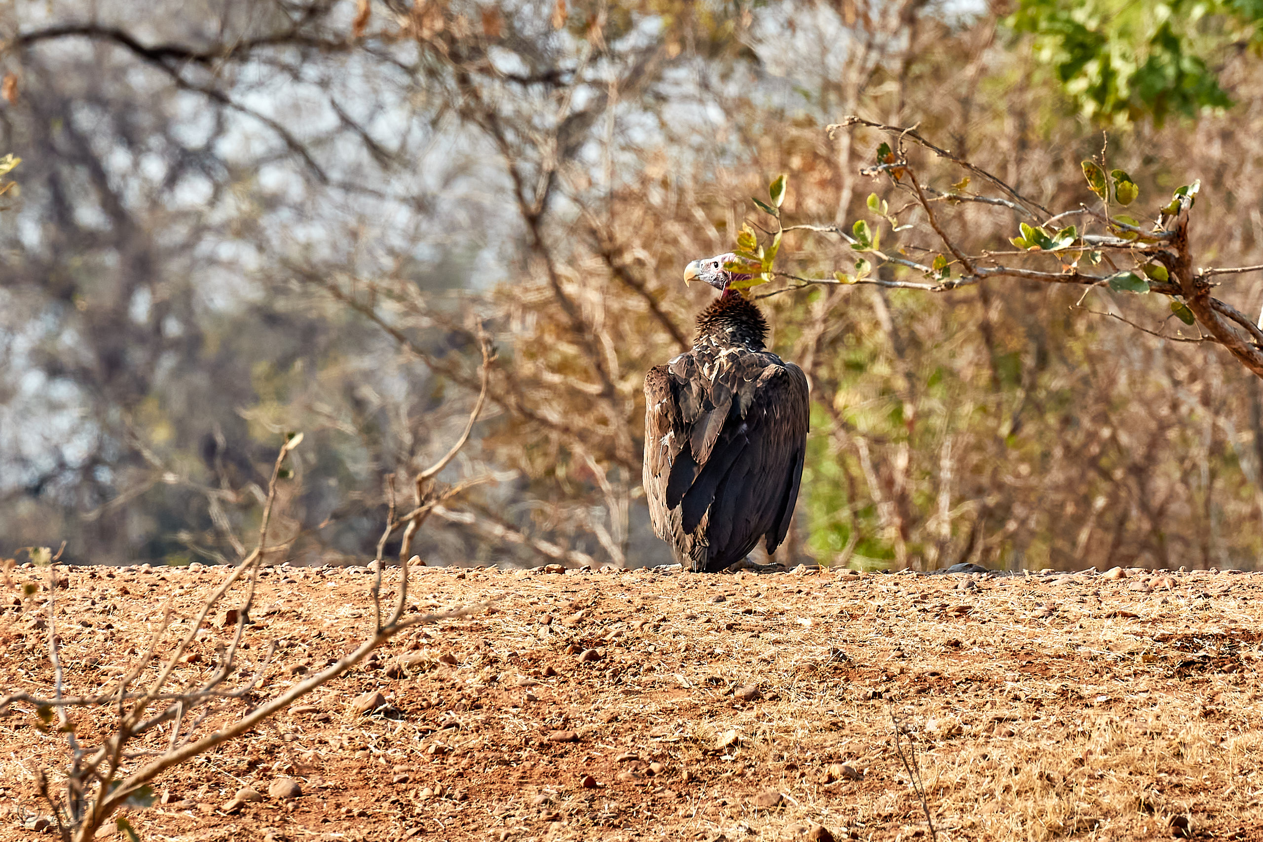 00240 APJ Sambia Malawi 2018 01975