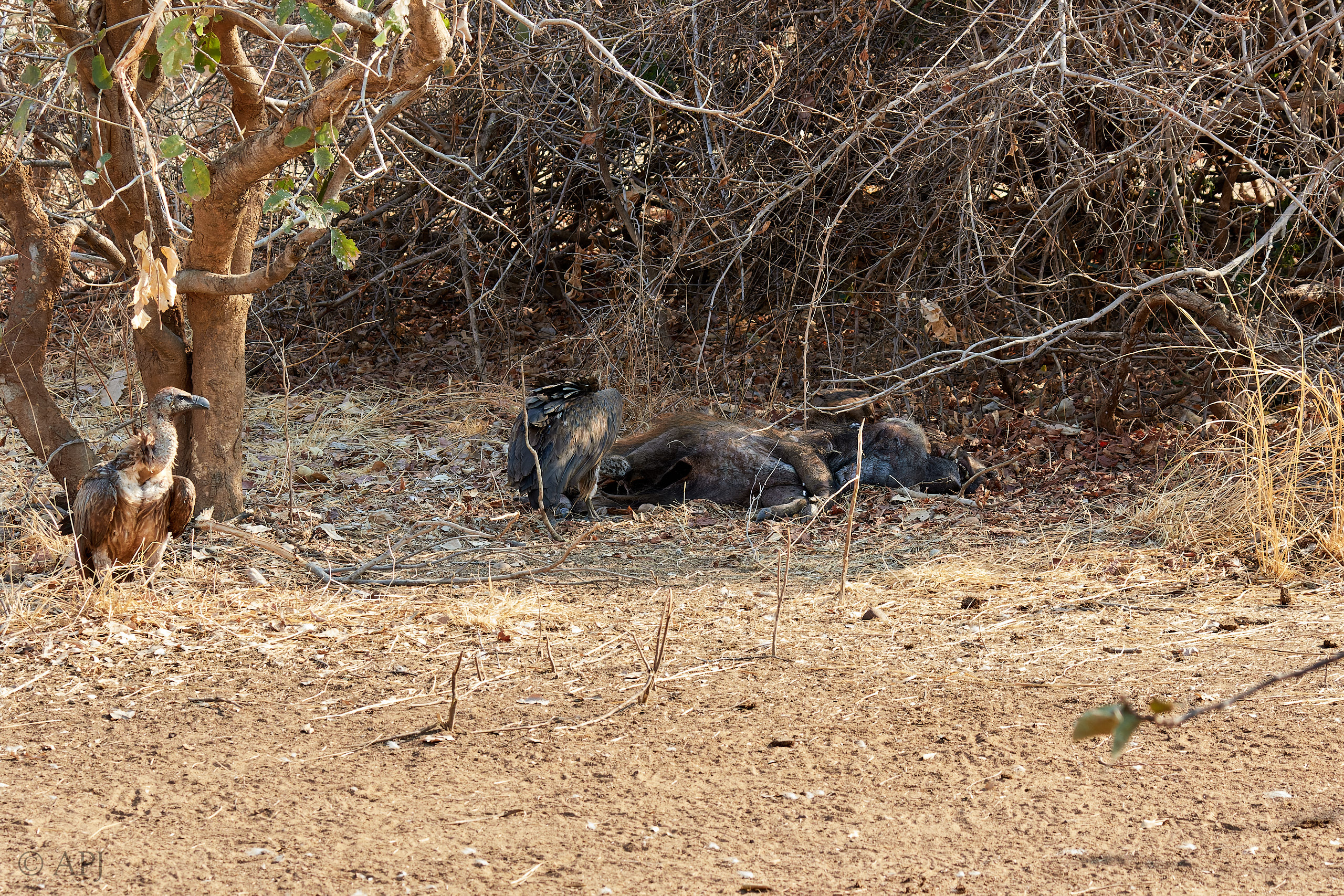00243 APJ Sambia Malawi 2018 01984 D