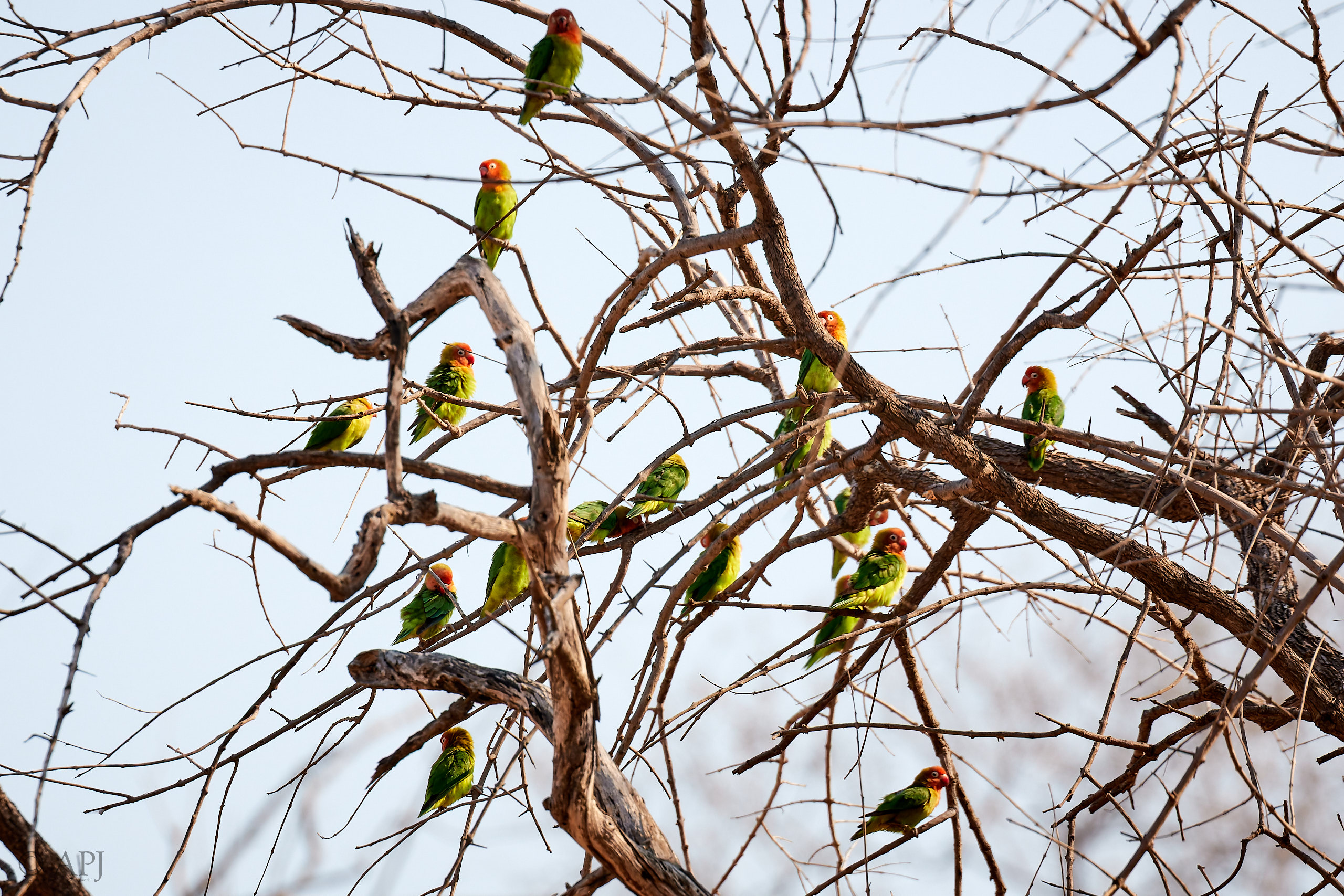 00244 APJ Sambia Malawi 2018 01994 D