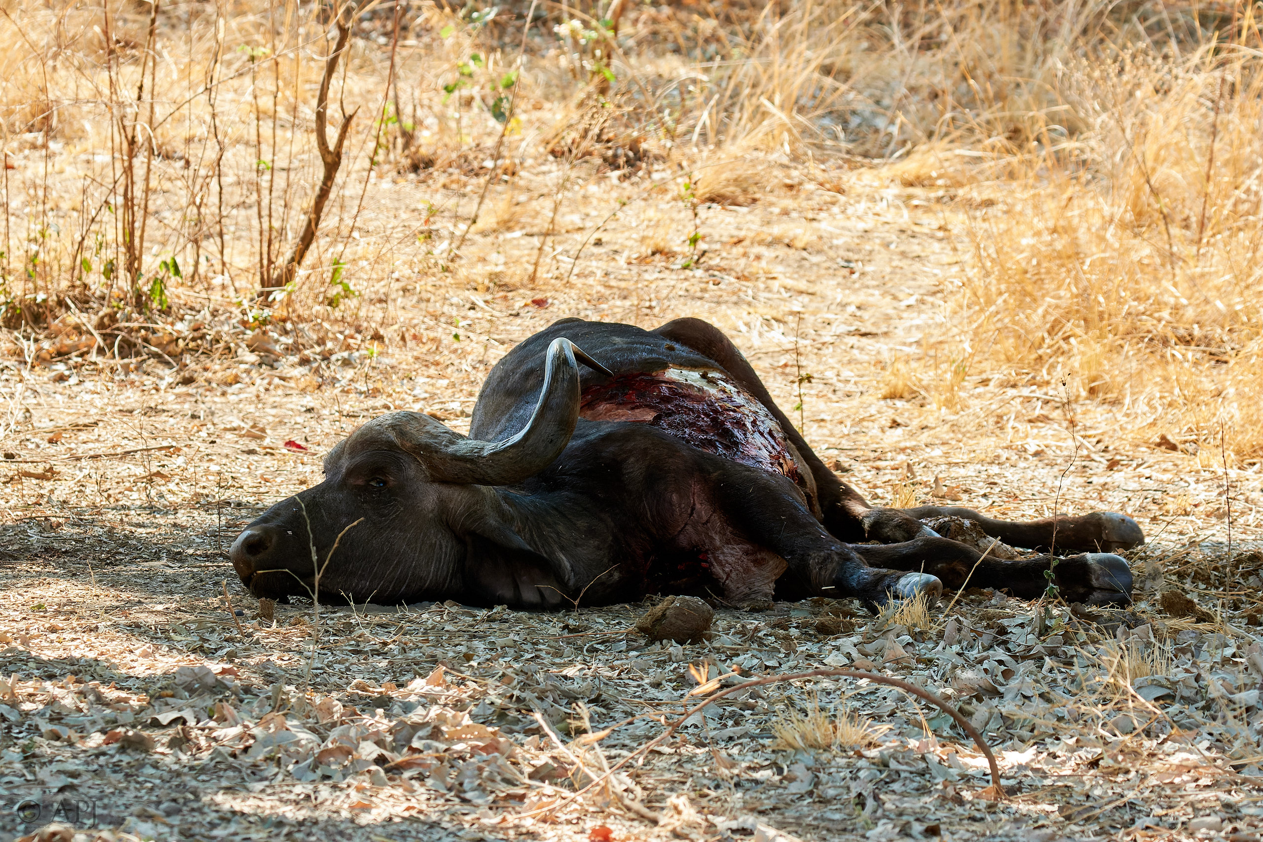 00247 APJ Sambia Malawi 2018 02028