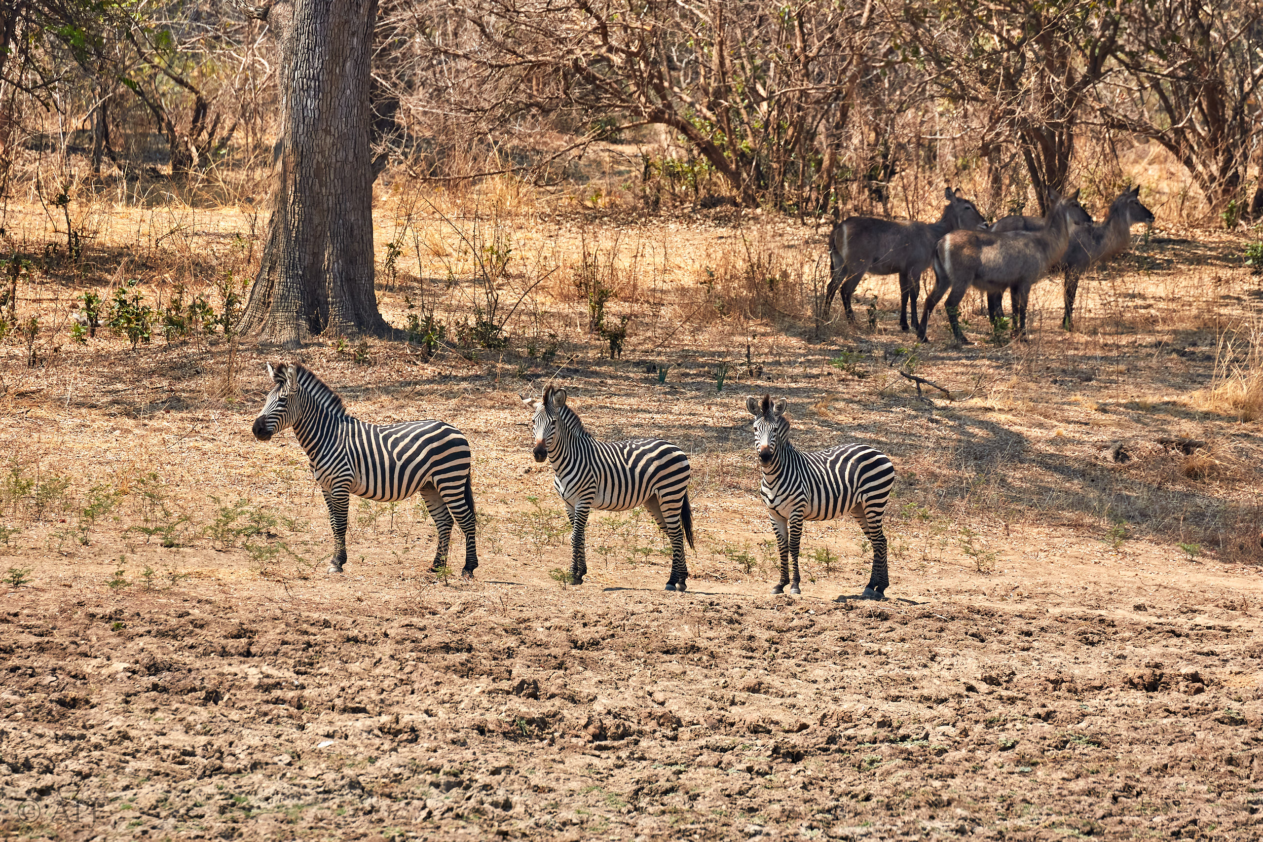00256 APJ Sambia Malawi 2018 02090