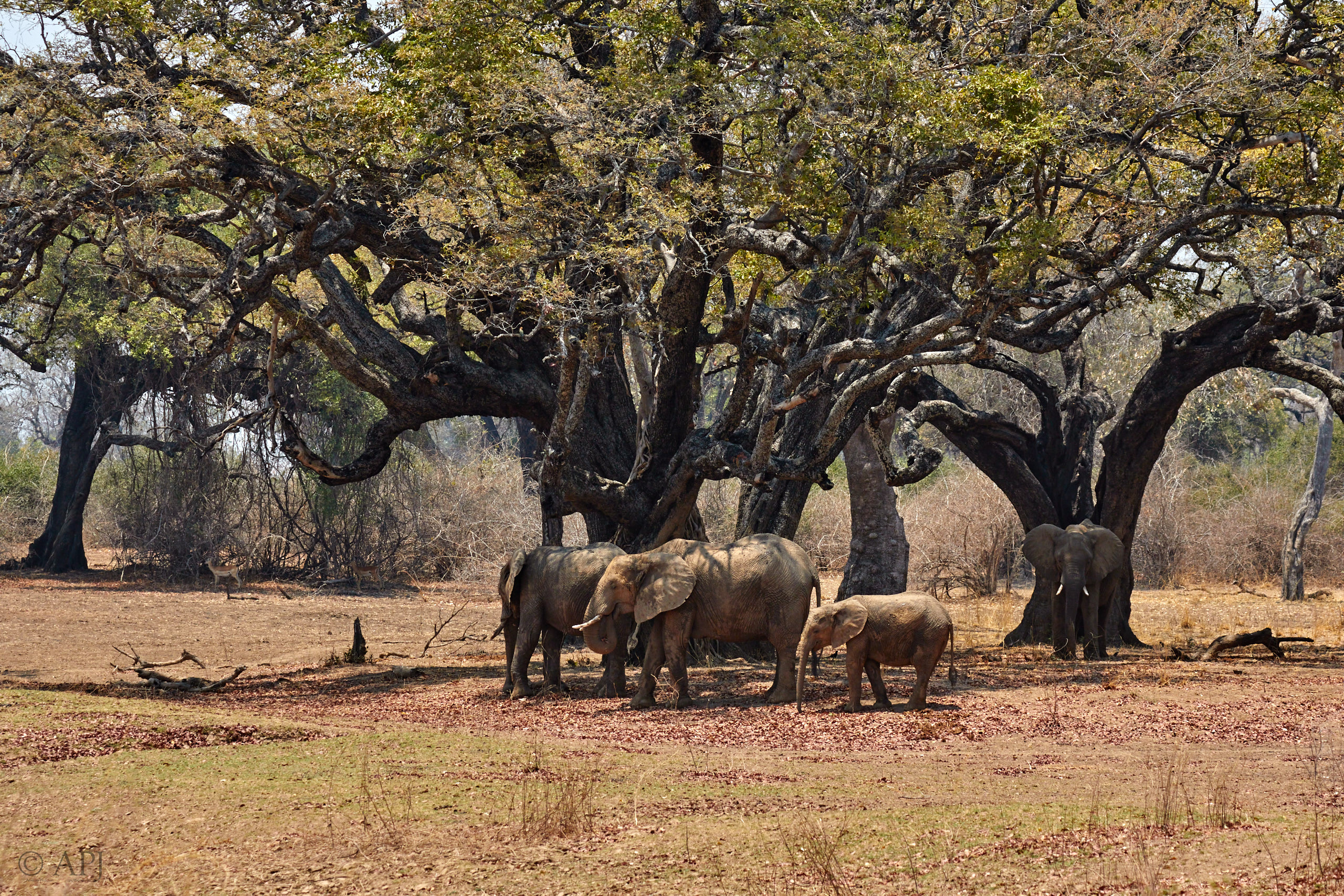 00268 APJ Sambia Malawi 2018 02177