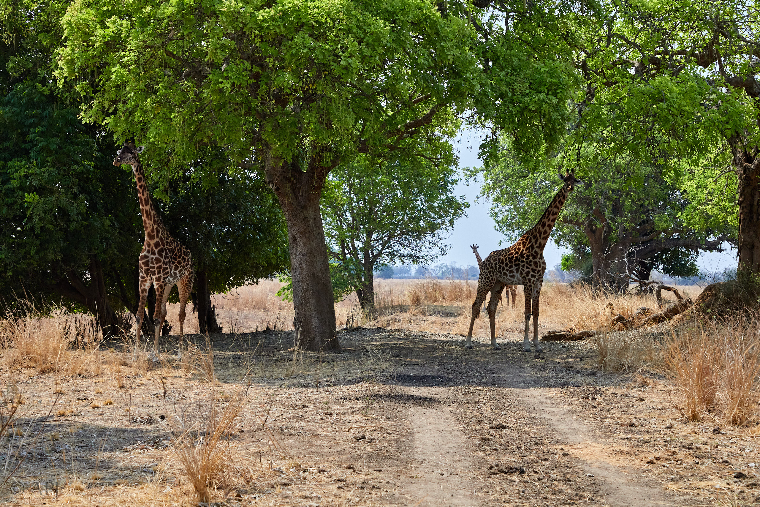 00279 APJ Sambia Malawi 2018 02304