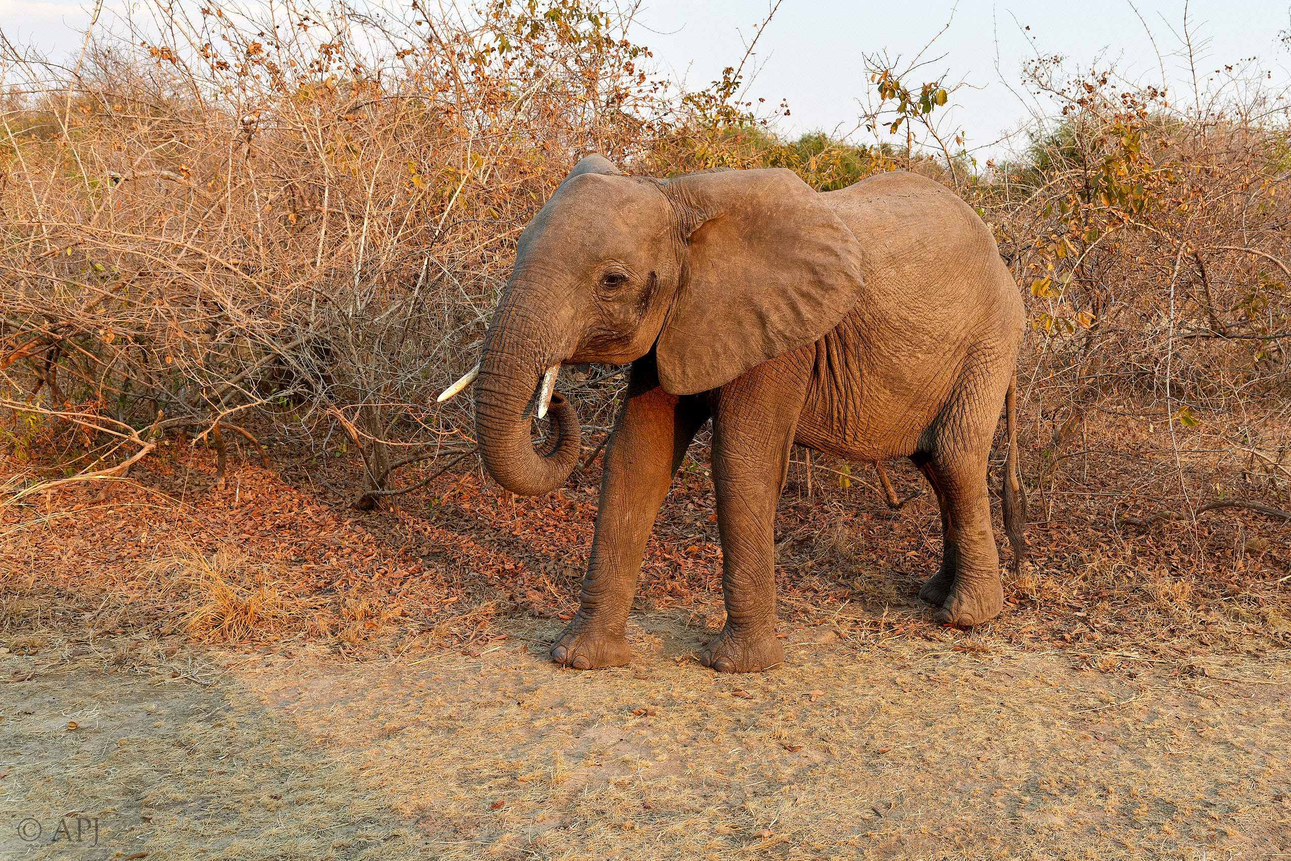 00293 APJ Sambia Malawi 2018 02386 D