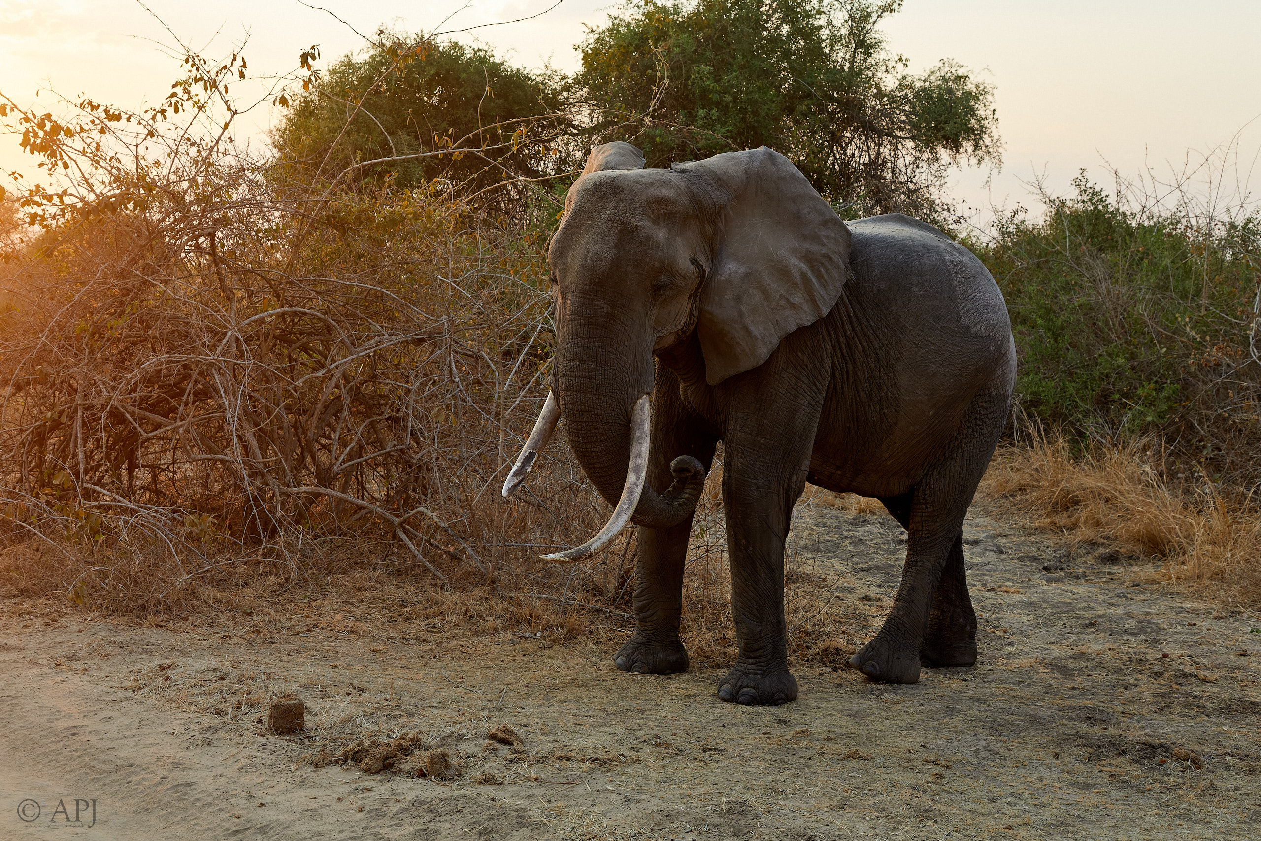 00295 APJ Sambia Malawi 2018 02396 D