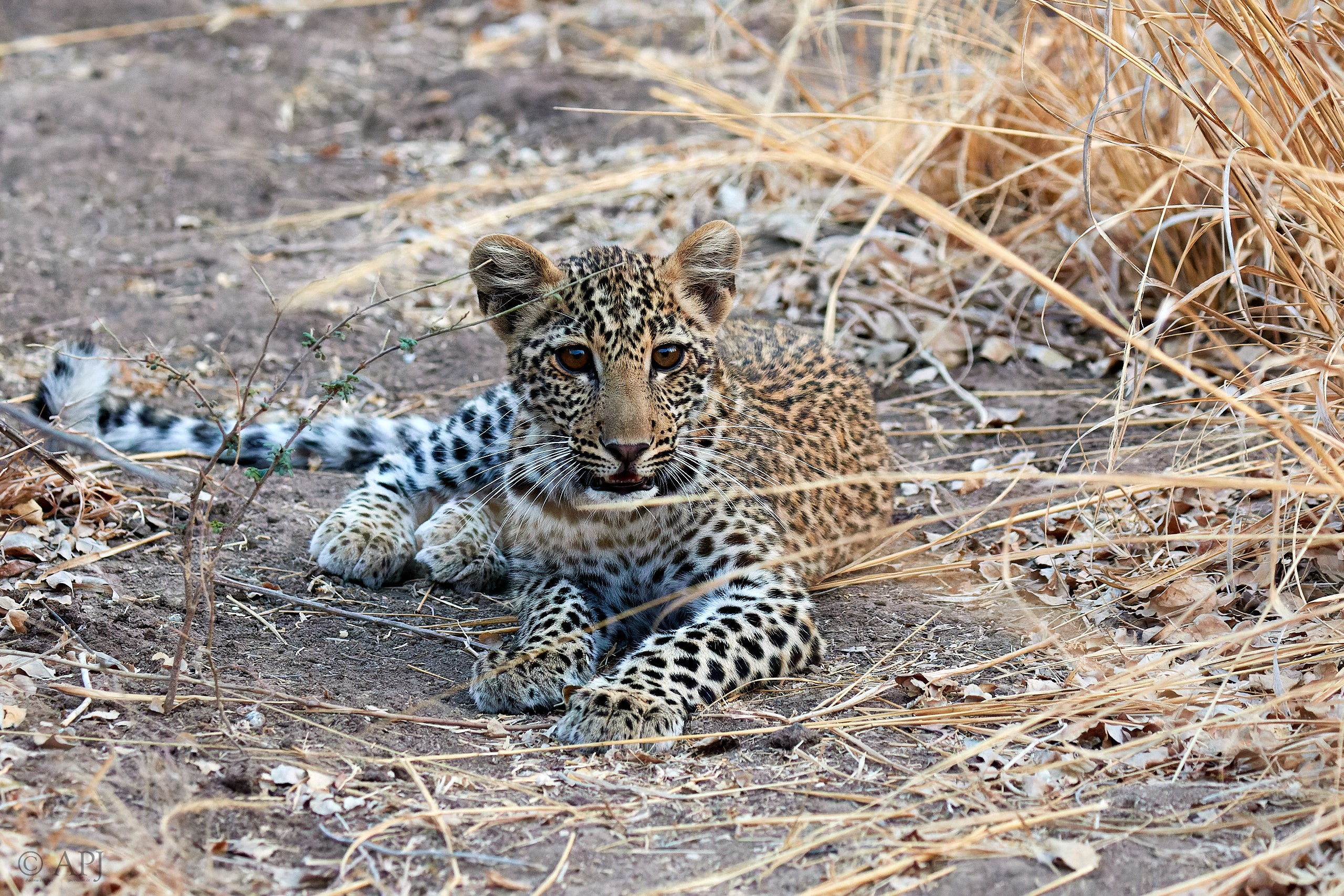 00300 APJ Sambia Malawi 2018 02446