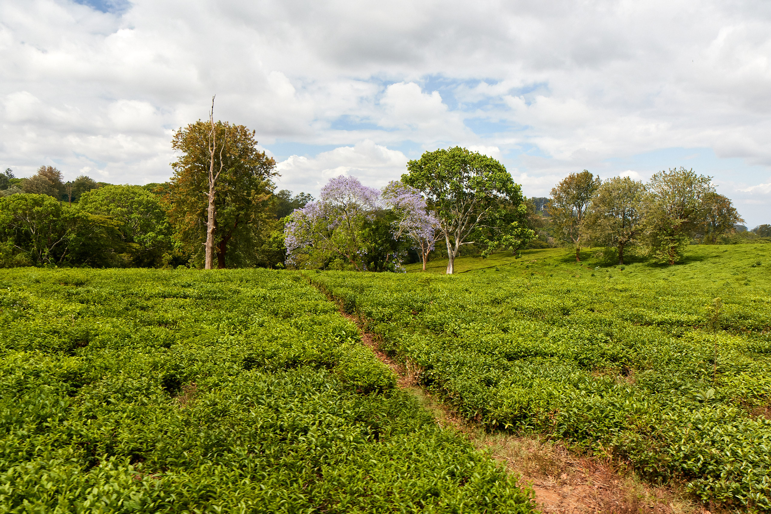 00344 APJ Sambia Malawi 2018 02821 D