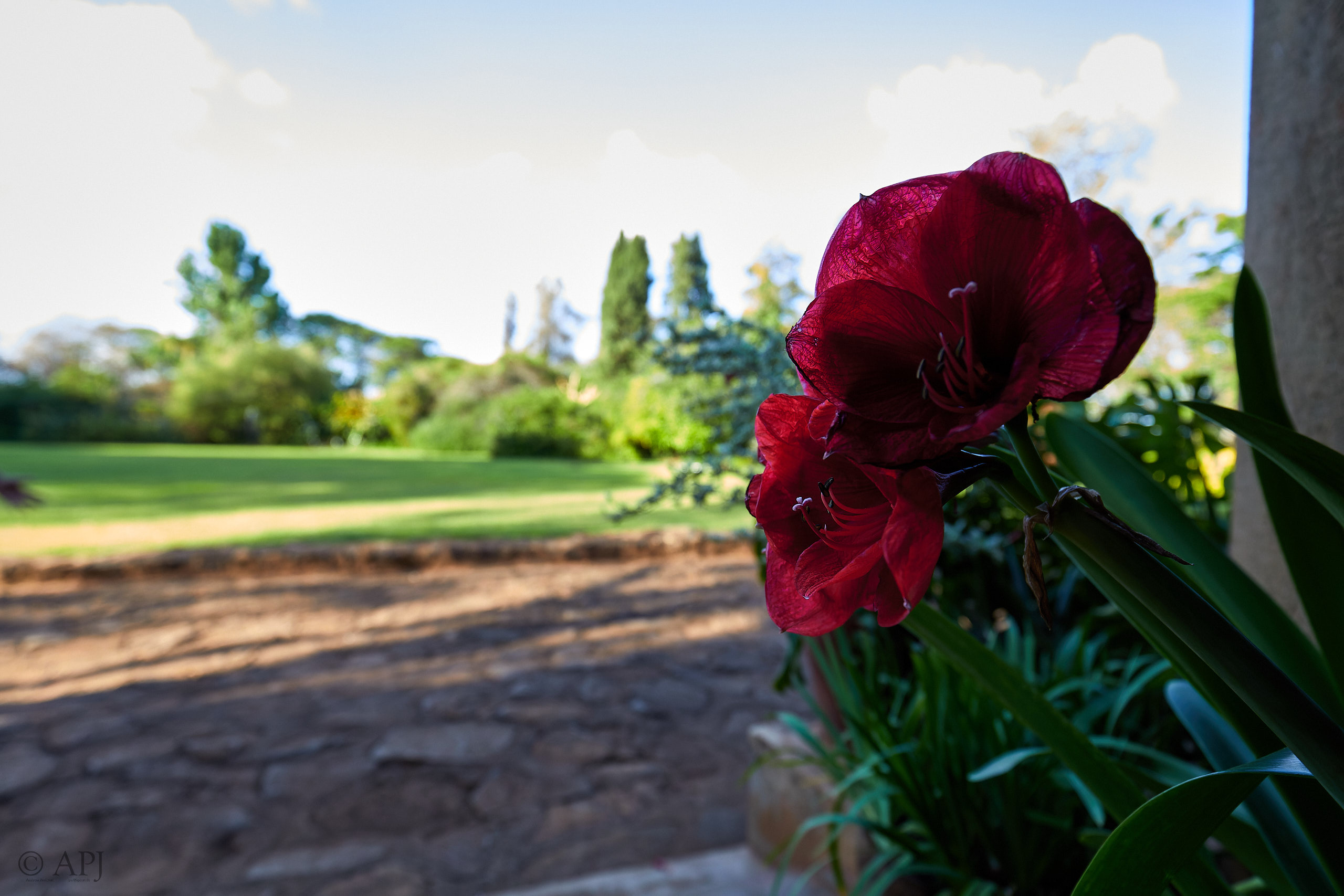 00359 APJ Sambia Malawi 2018 02877 D