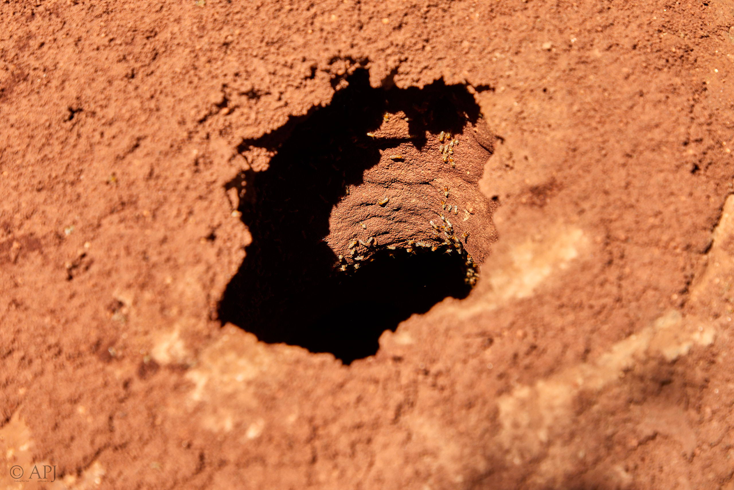 00381 APJ Sambia Malawi 2018 02966