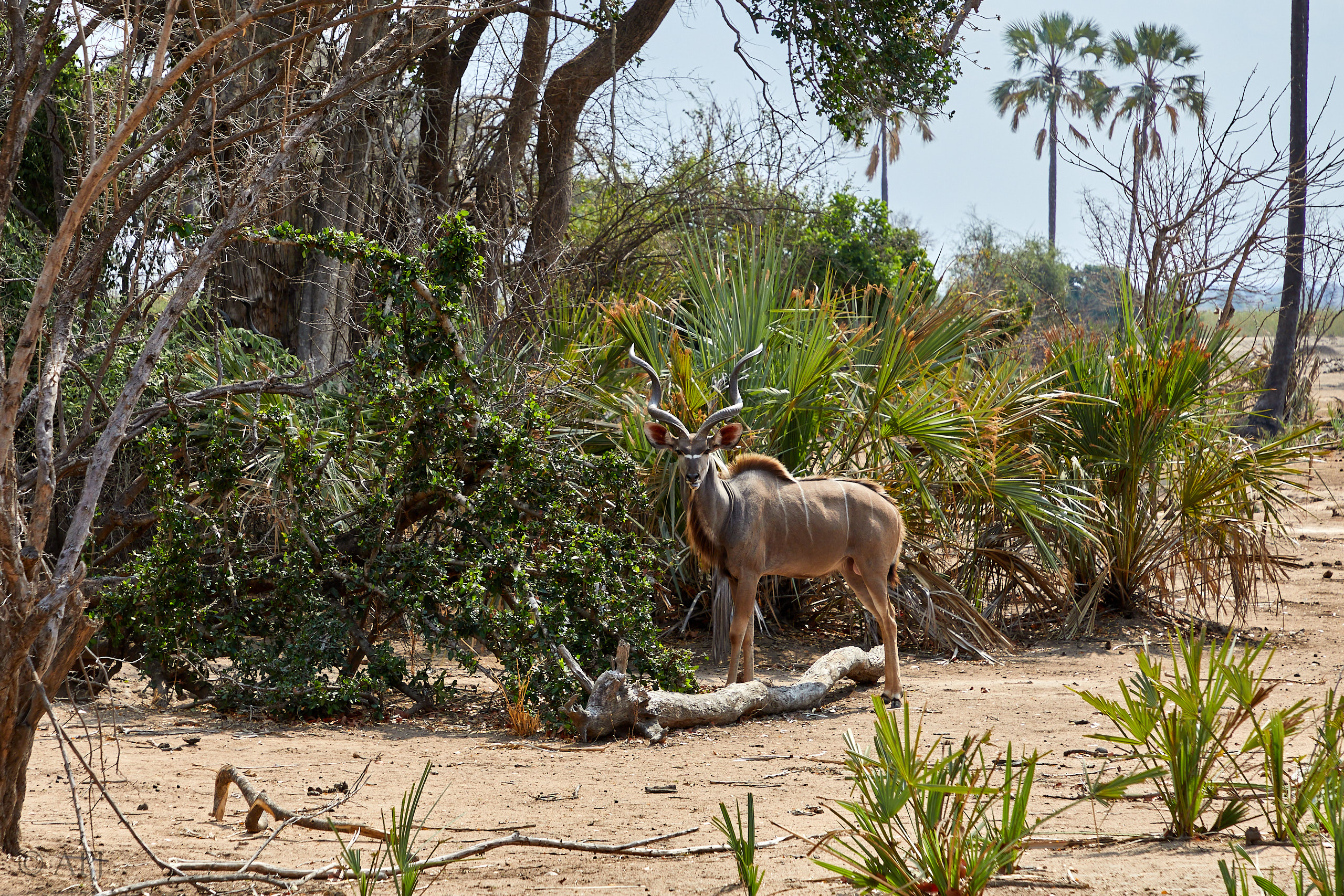 00405 APJ Sambia Malawi 2018 03081