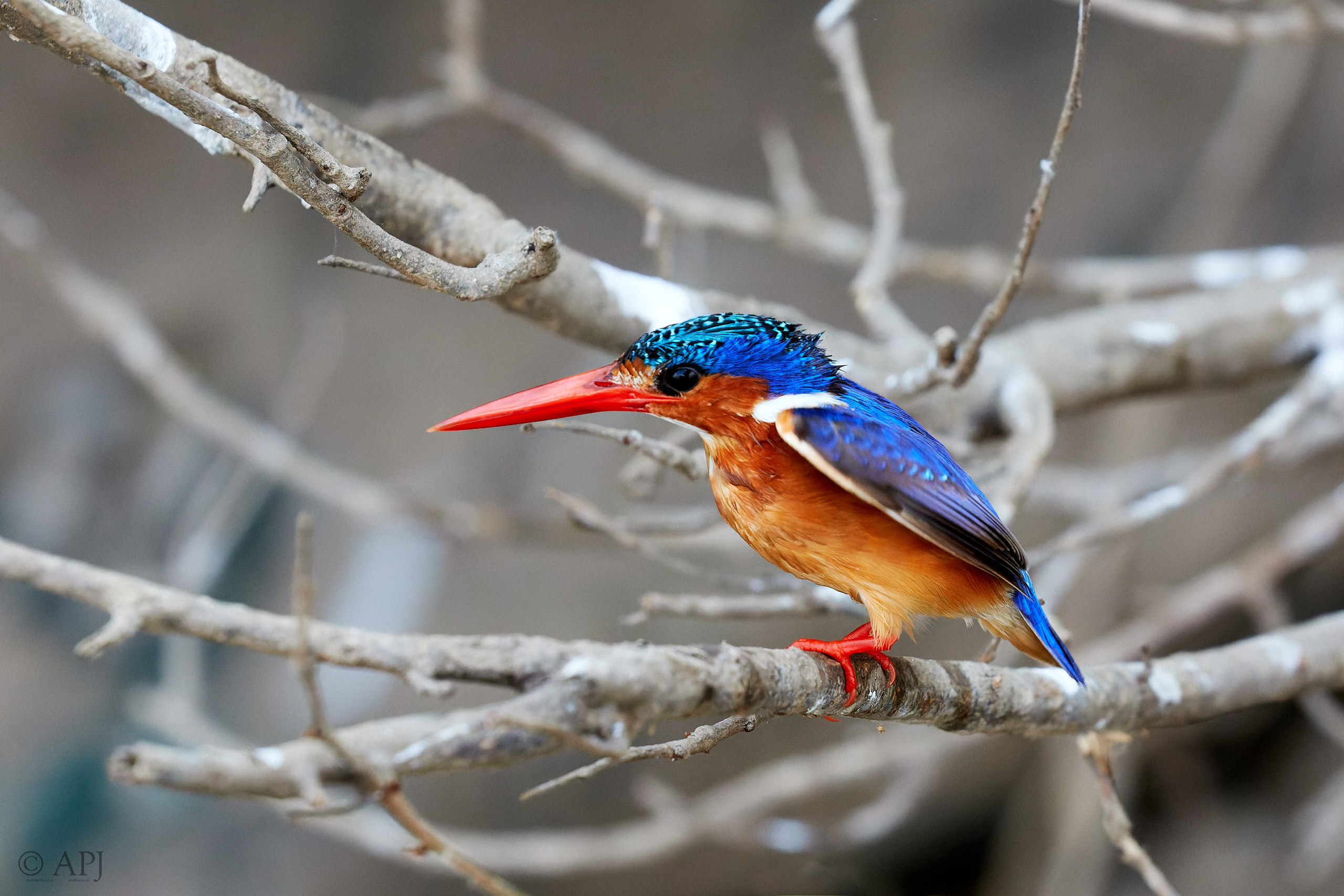 00425 APJ Sambia Malawi 2018 03196