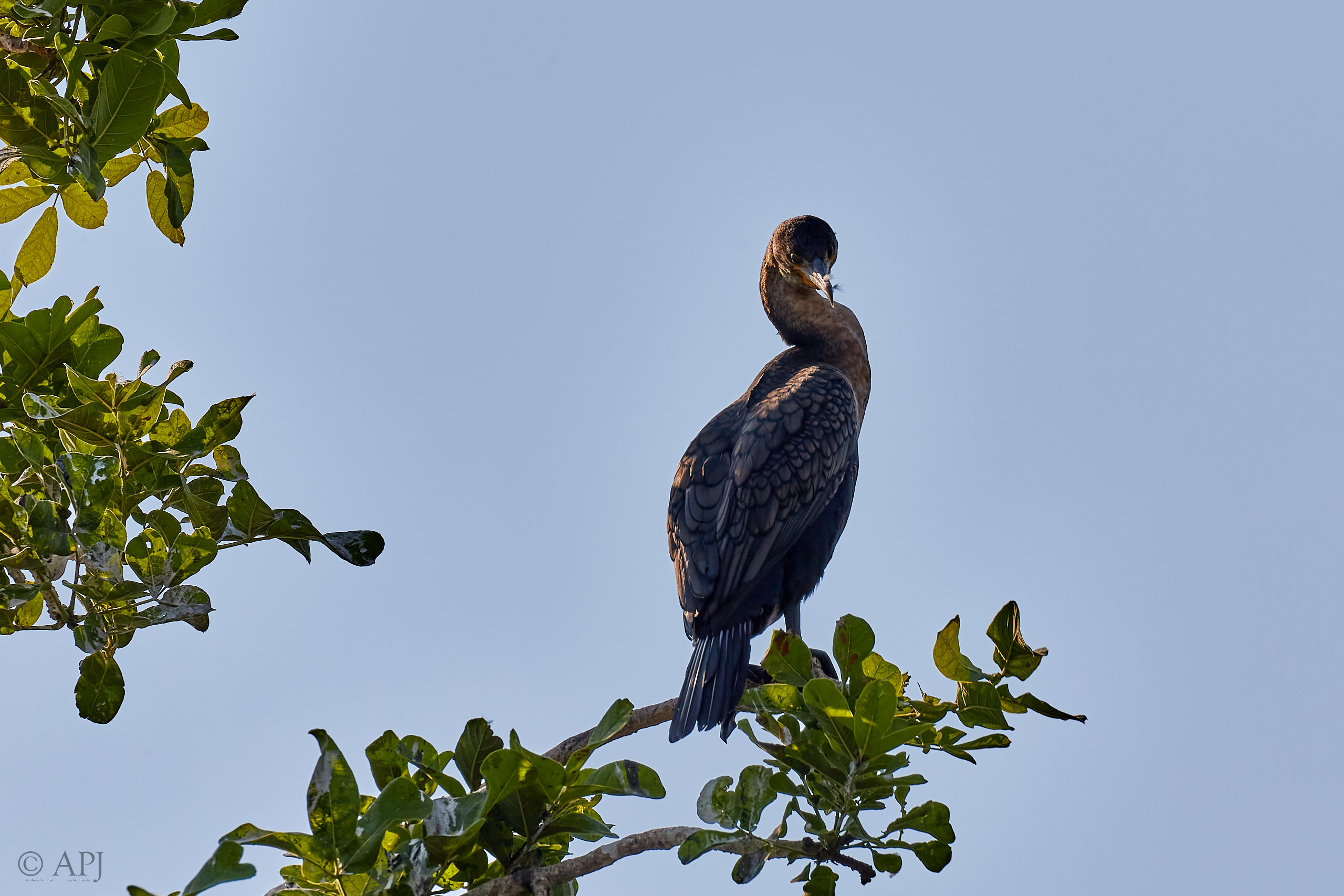 00426 APJ Sambia Malawi 2018 03202